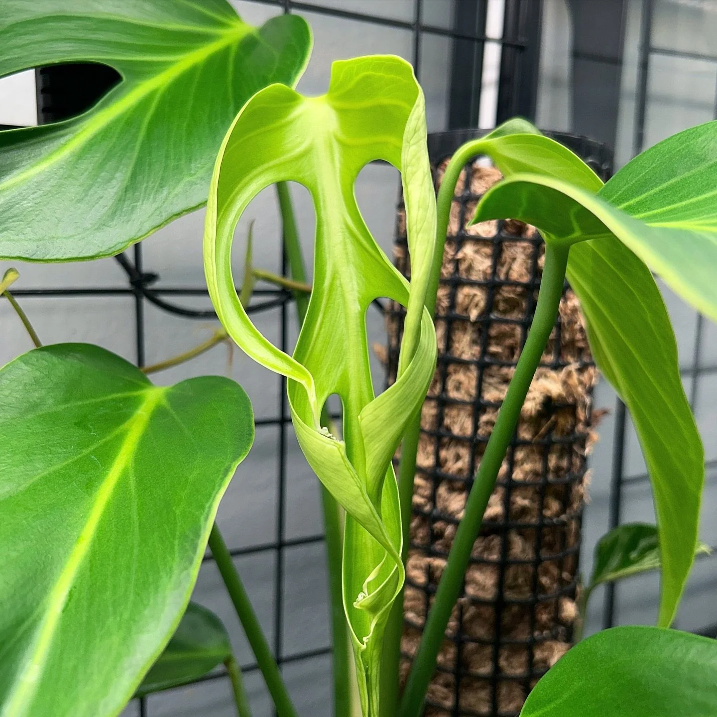 Newest monstera Burle Marx flame leaf leavin&rsquo; me speechless 🔥

#burlemarxflame #monsteraburlemarxflame #wishlistplant #fenestration #monstera #monsteralovers #monsteraleaf #monsteraleaves #monsterasofinstagram #collectorplants #rareplants #rar