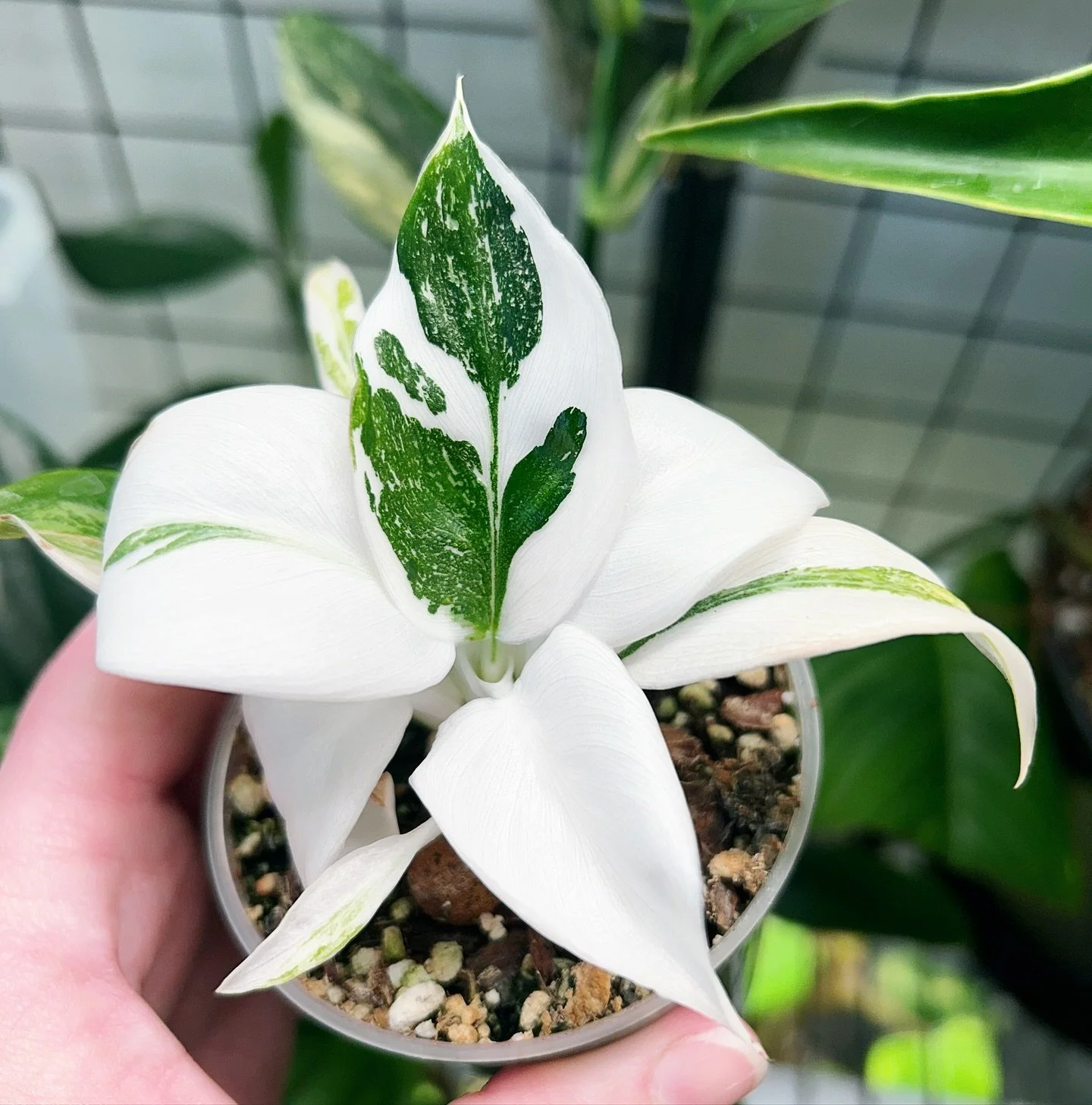 Philodendron white wizard with crazy high variegation ✨

#philodendron #philodendronwhitewizard #highvariegation #whiteleaves #royalphilodendron #philodendronlover #philodendronlovers #philodendronlove #philodendronsofinstagram #collectorplants #wish
