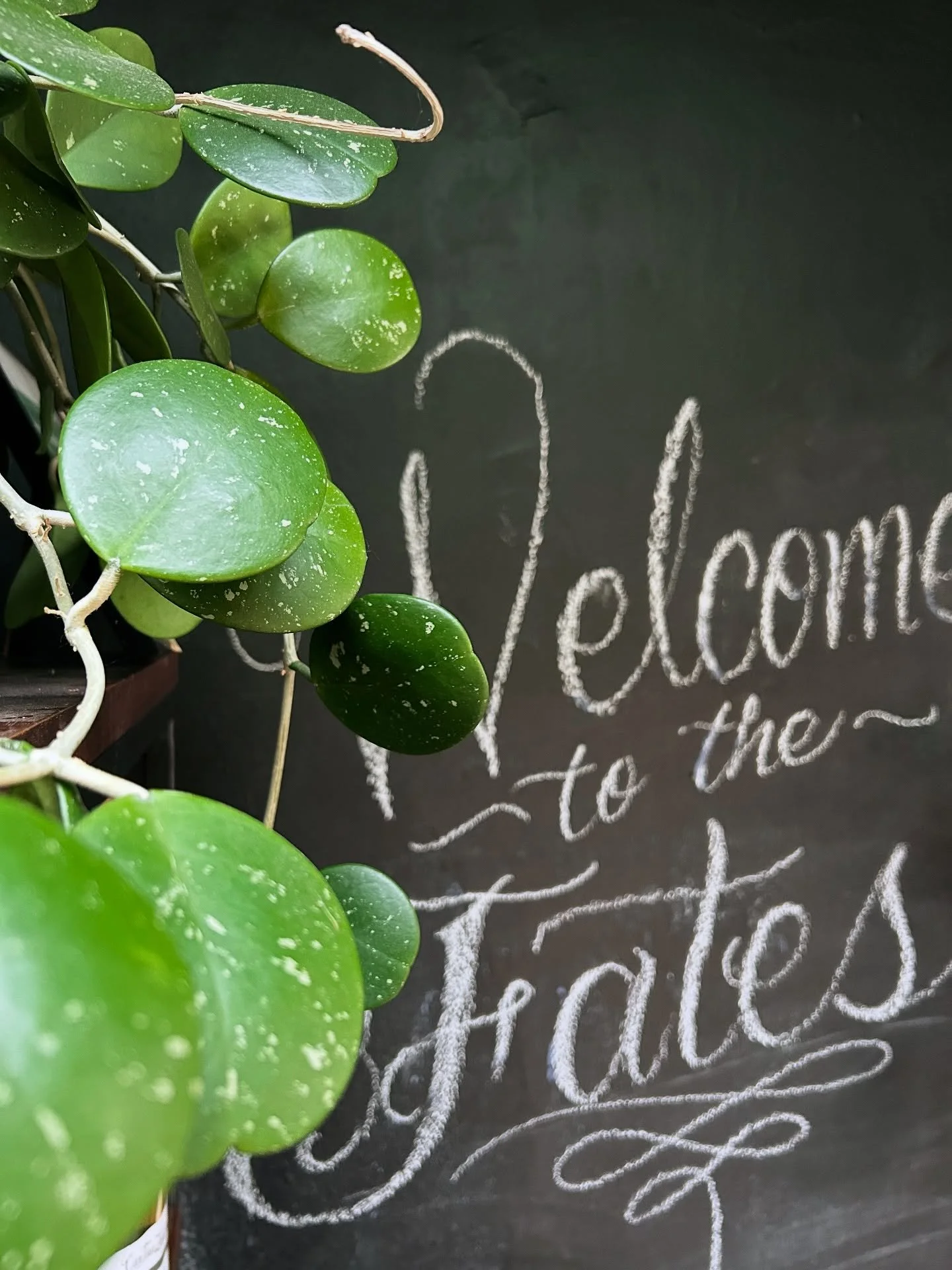 Mondays have been 10000% better since I&rsquo;ve started taking care of the plants at The Fates Bread &amp; Bottle Co. ✨

Chanelle has created such an inspiring space full of magic and love, and I feel so lucky that I get to really soak it in on plan