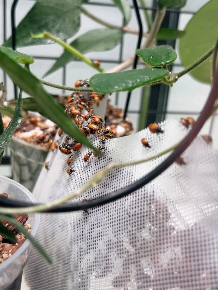 Saw a mealie bug in the Hoya cabinet in my personal collection 🥴 Time to unleash the lady bug army - I ain&rsquo;t takin&rsquo; no chances! 🐞

#hoyaheads #hoyacabinet #hoyaplant #hoyaplants #hoyalovers #hoyalove #benificialbugs #pestcontrol #ladybu