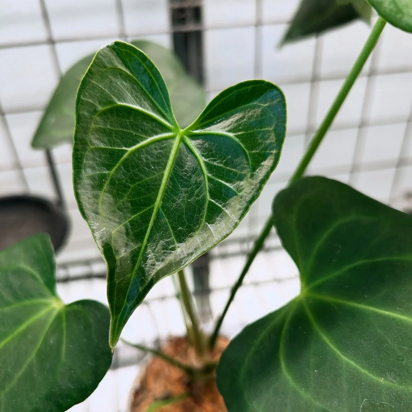 The latest emergent anthurium leaves! ✨
1. Delta force
2. NoID &lsquo;Stormy&rsquo; x Pink Lemonade 
3. Mag x carlablackie

#anthuriums #anthurium #anthuriumlovers🌱 #anthuriumsofinstagram #anthuriummagnificumhybrid #anthuriumdeltaforce #anthuriumeme
