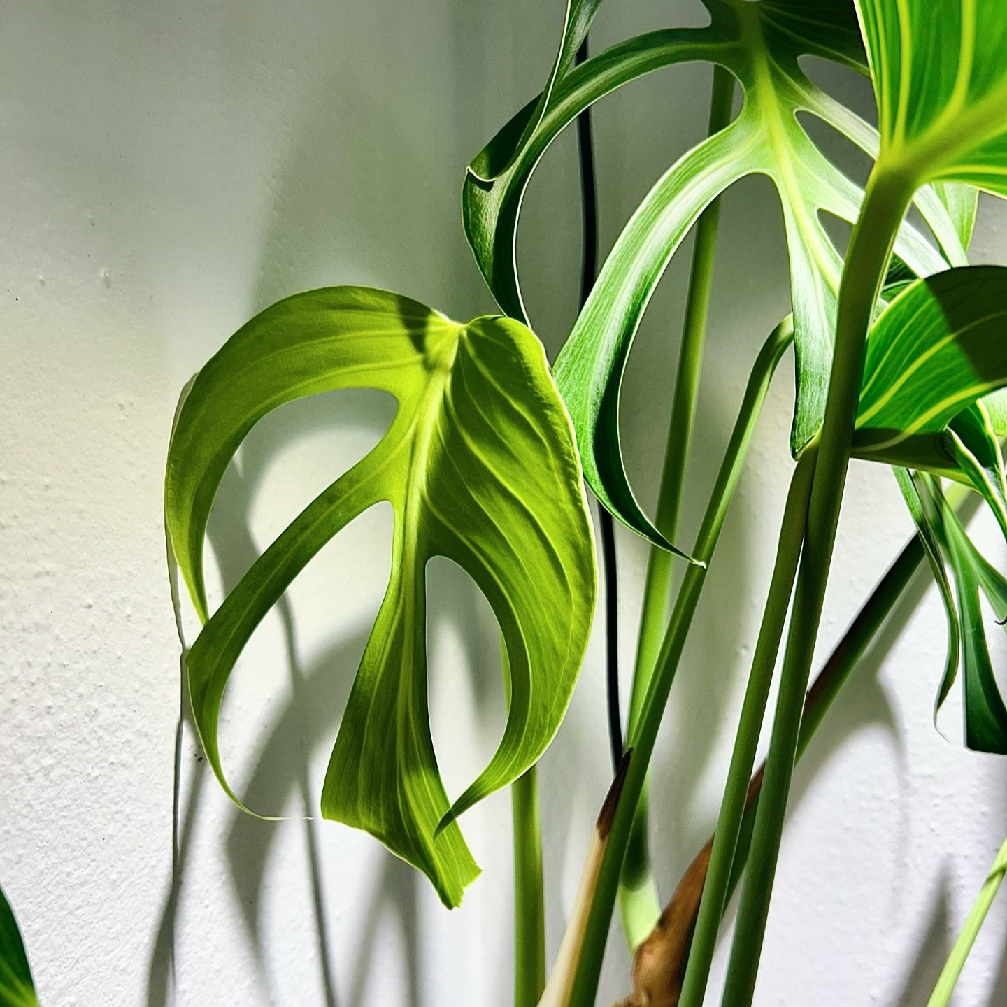 Monstera Burle Marx Flame 🔥

Forever my favorite with those gorgeous, striking fenestrated leaves ✨

#monstera #monsteraburlemarxflame #matureleaves #fenestration #fenestratedleaves #monsteraleaf #monsteralovers #monsteralove #wishlistplant #dreampl