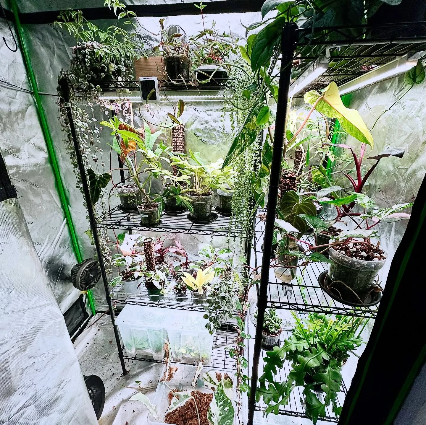 Next project: migrate all the tent plants to the office! ✨

Once my freelance design gig wraps up the goal is to get my entire personal collection set up in my office, and keep the tents free for my Obi Plants stock! 

Hopefully I can Tetris them all