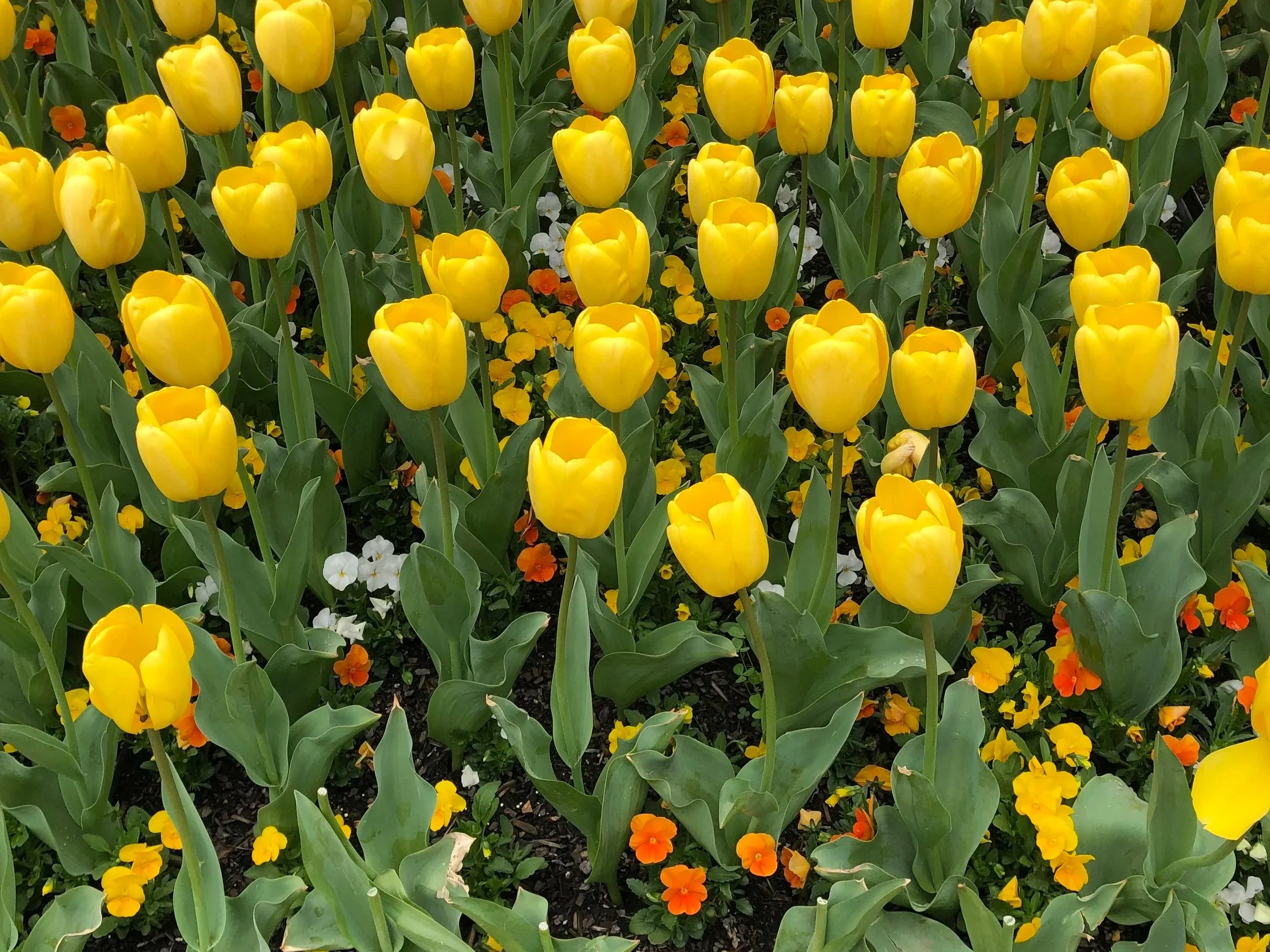 2026 Spring Newsletter from Rhonda D Kerrison