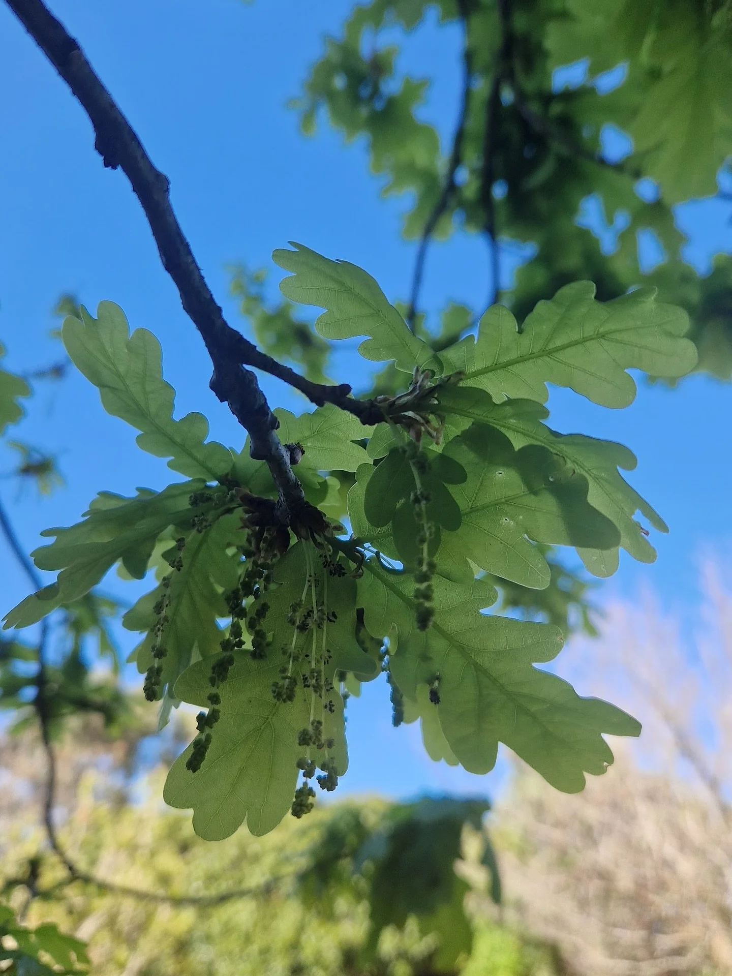 Because the property has a lot of green, it&rsquo;s easy to miss the signs of spring. When we looked a little closer, the Oak tree shows us that spring is here 😁.