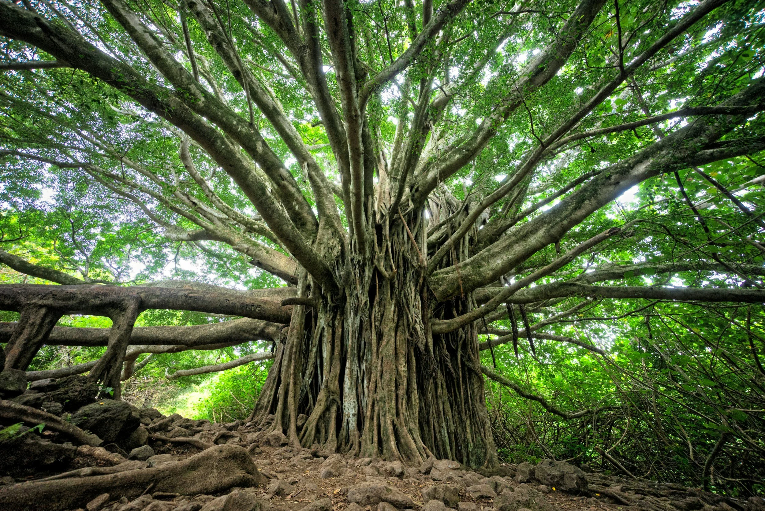 Ein großer Baum mit dicken Ästen und einer dicken Rinde, umgeben von grünen Blättern, gesehen von unten.