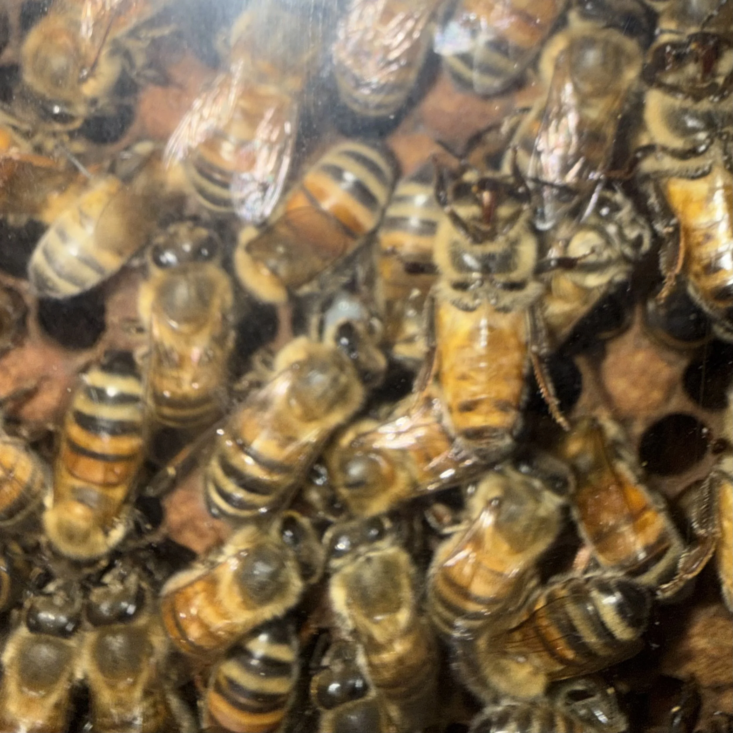Close-up of the school beehive