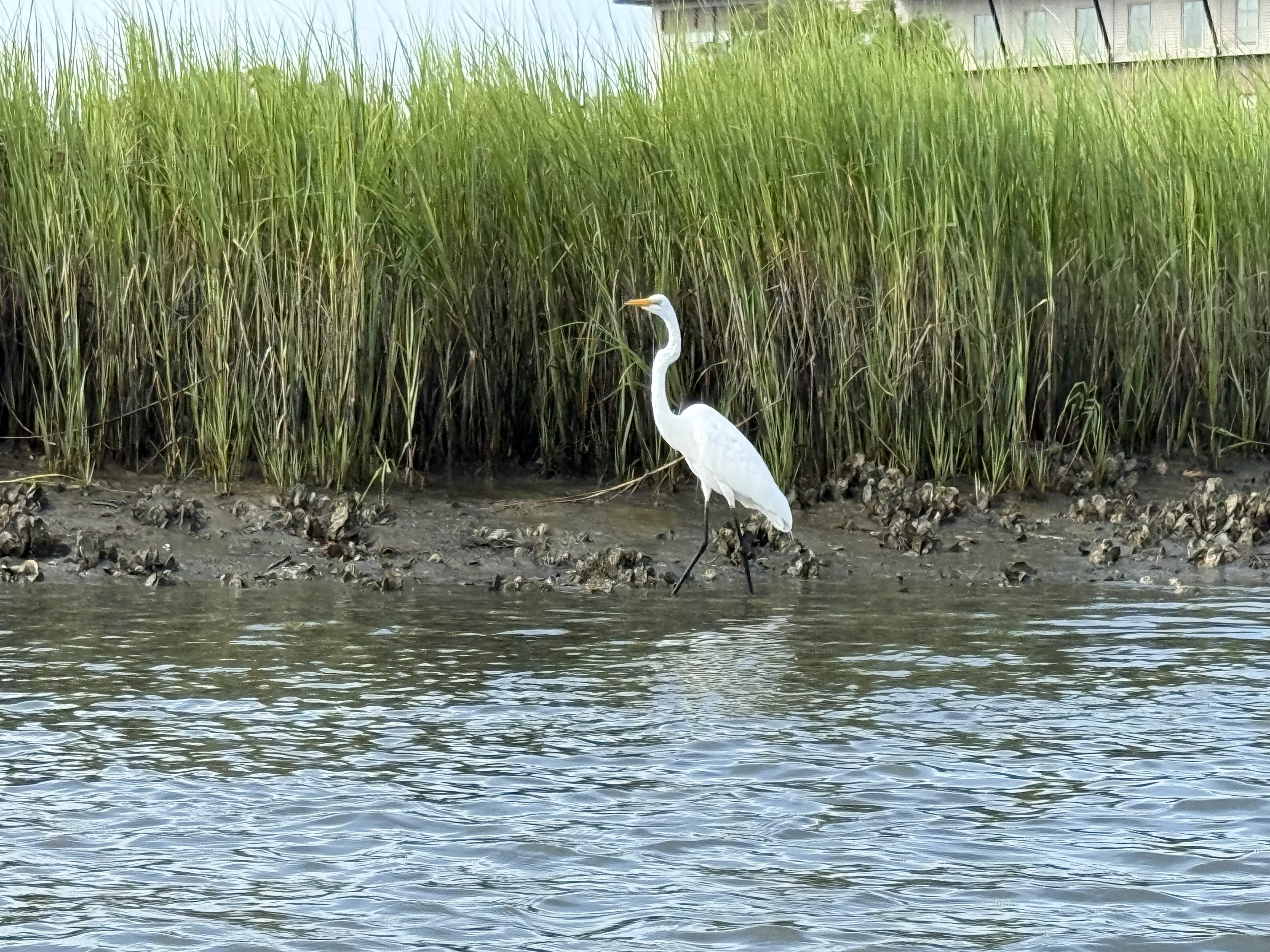 An egret from the nearby bird sanctuary