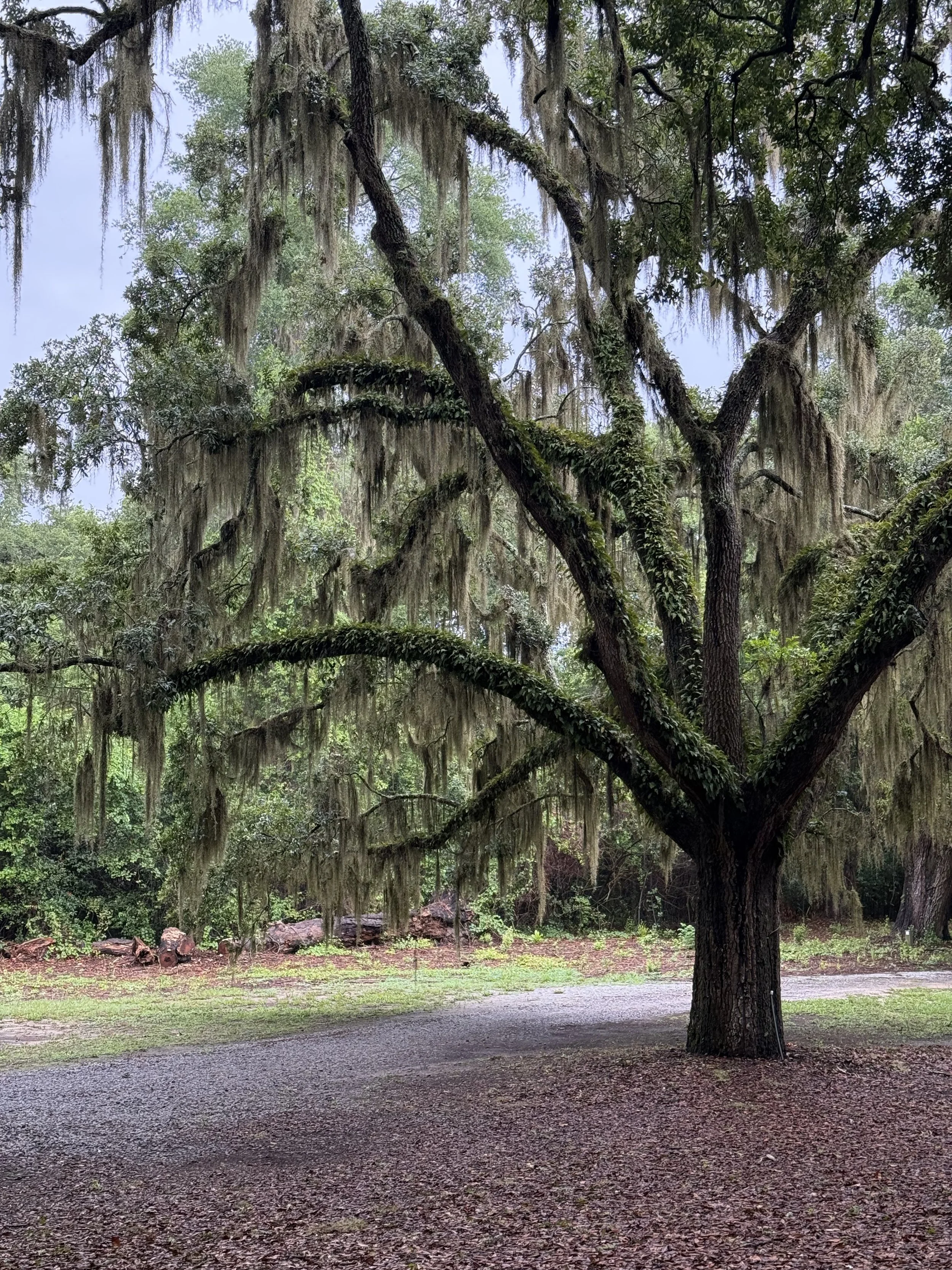 McLeod Plantation