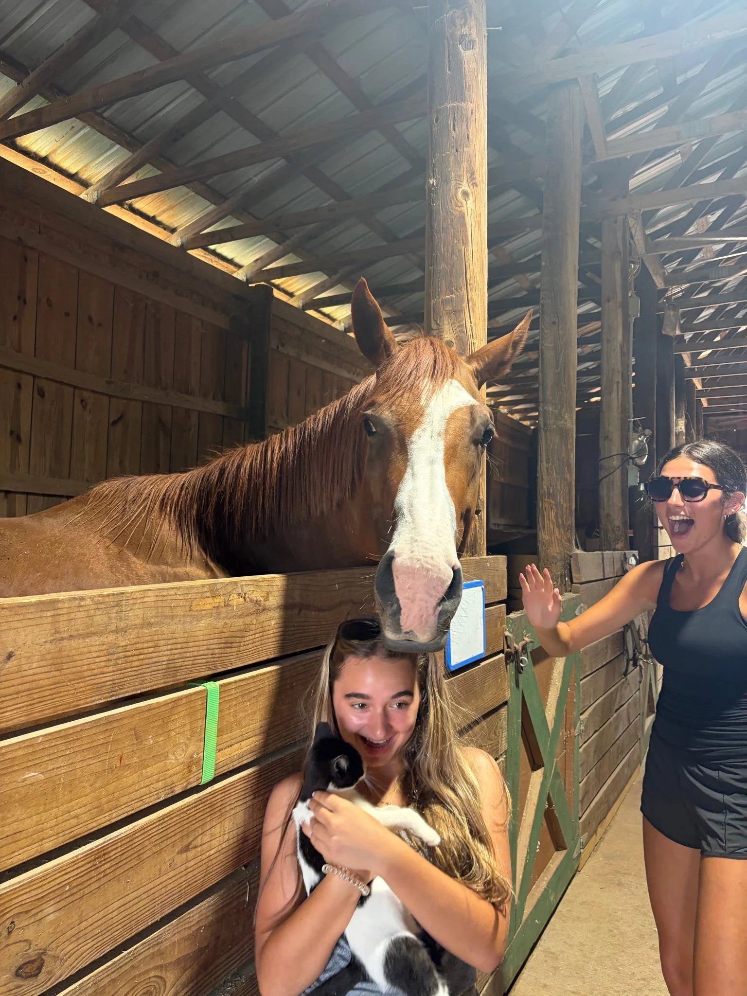 Equine and feline friends