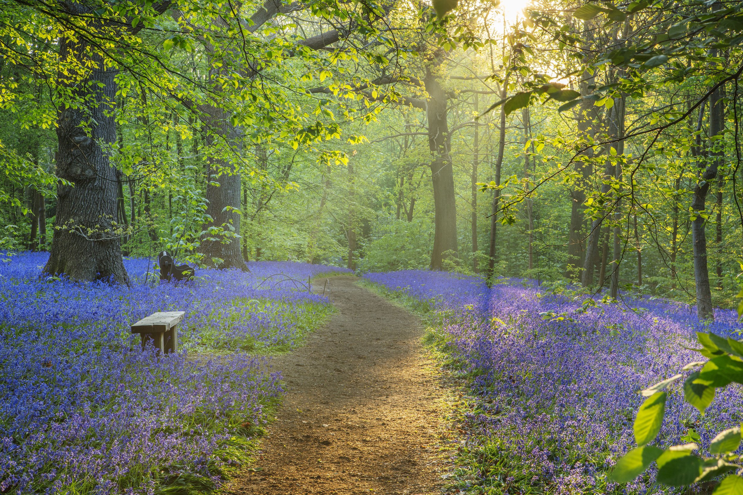 Bluebells.1st Sept 2023. Hole Park. Credit Clive Nichols. Copyright Hole Park Estate 2023..jpg