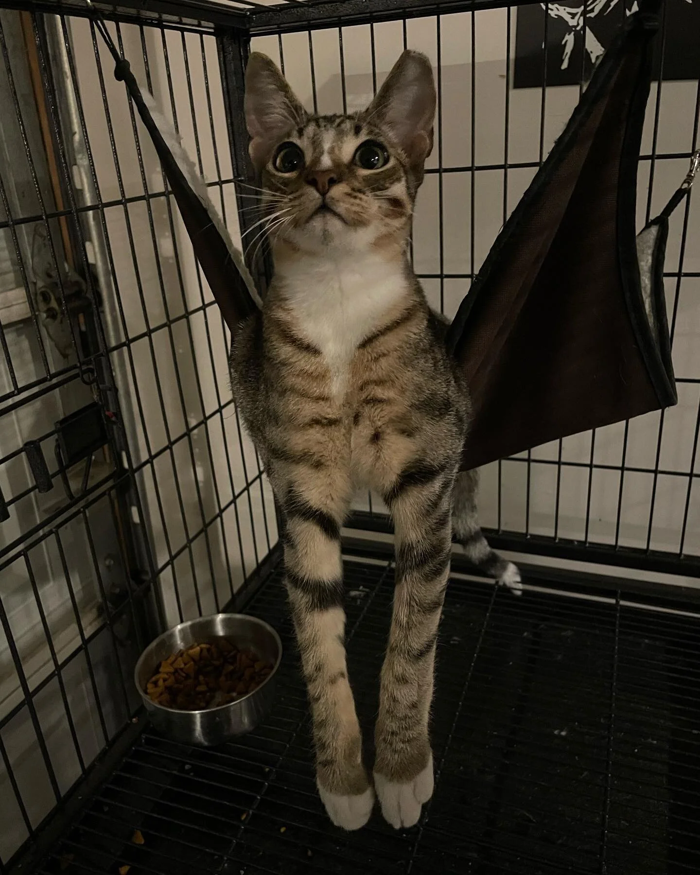 Adopt a Cat Houston Garage Gym Cats