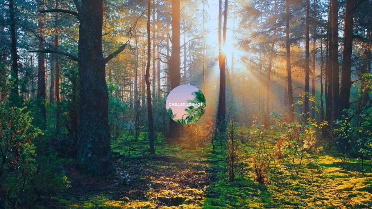 Chilled Lounge Forest Calm Music Video Thumbnail
