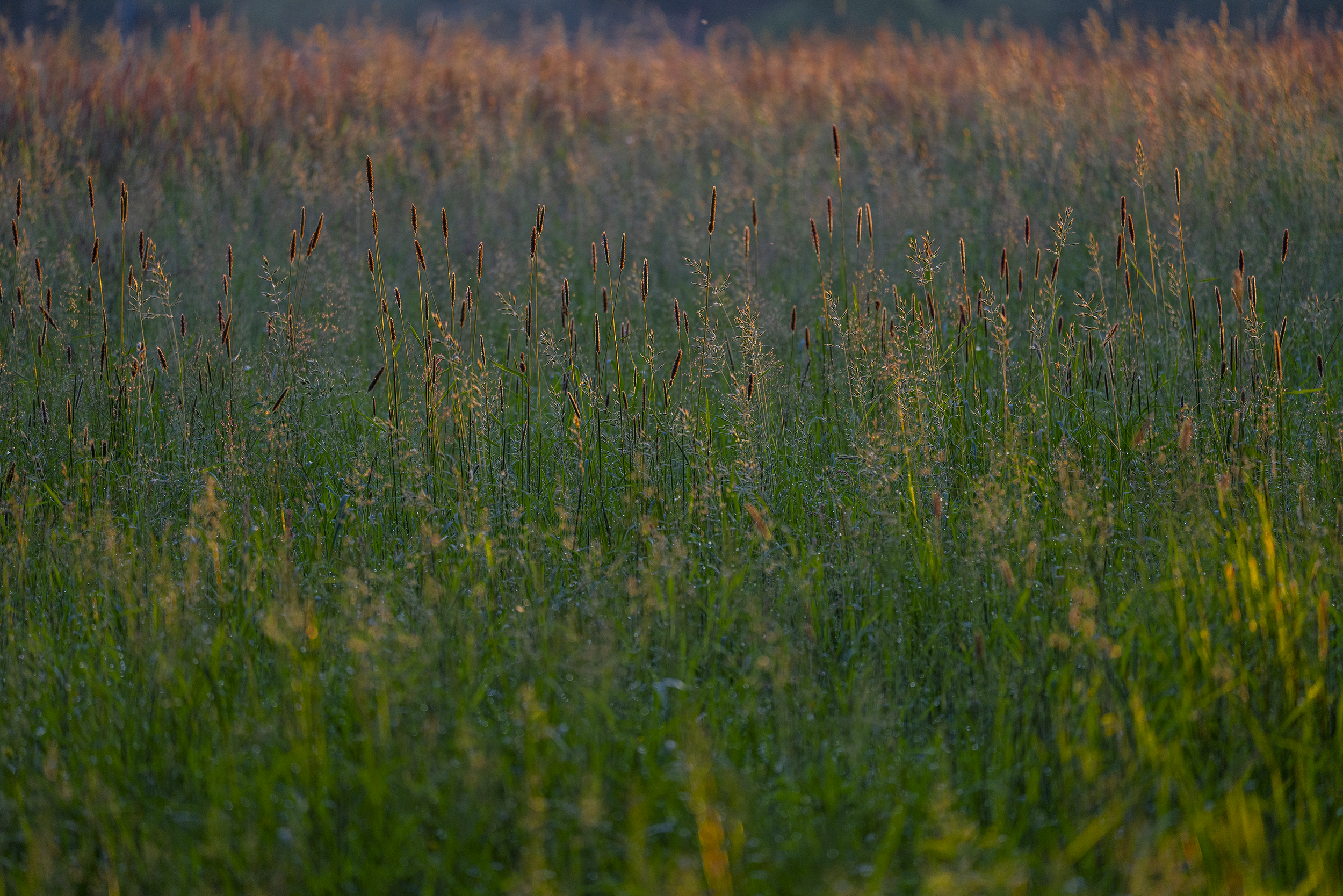 _DSC10083.png