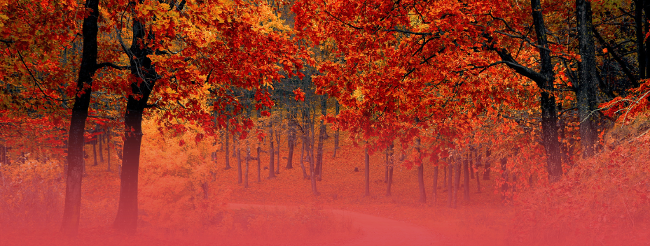 Embracing Autumn: Nature’s Season of Transformation