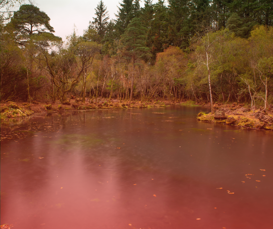 Biodiversity, Rhododendron, and Killarney Mountain Meitheal