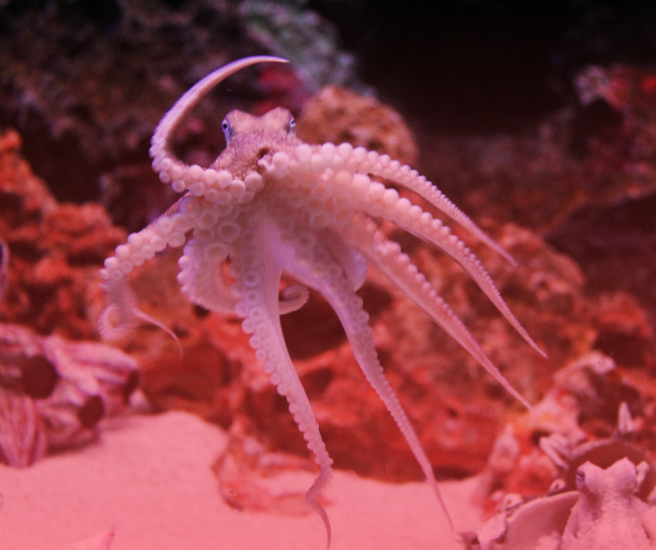 Intelligent Nature: Understanding our Animal Neighbours