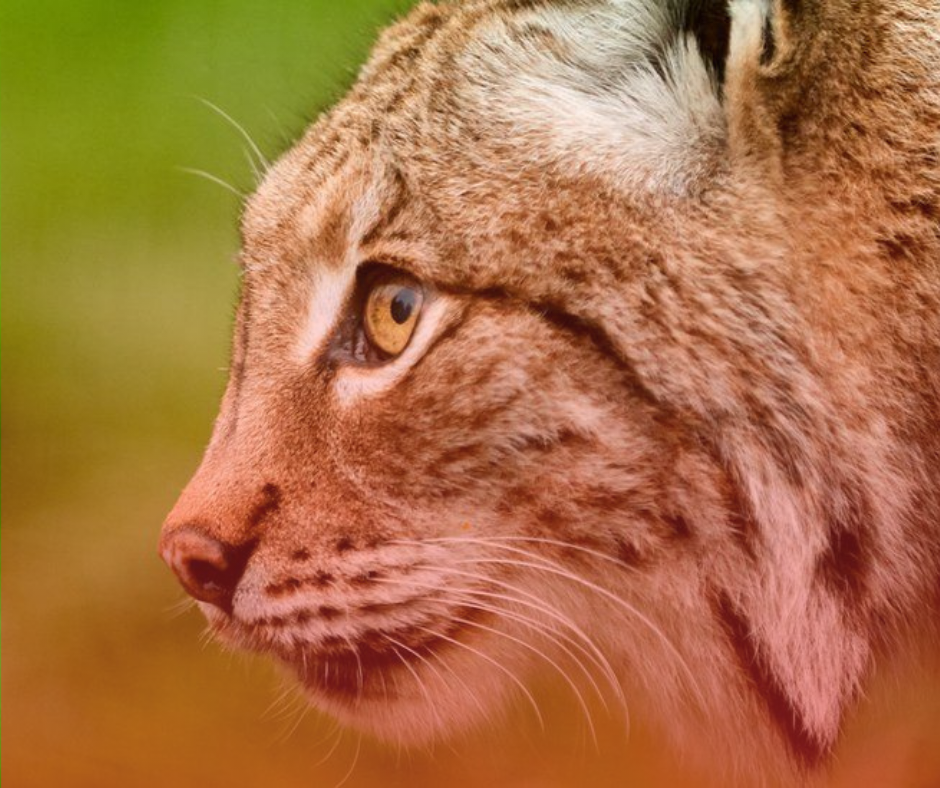 The Missing Lynx: is Ireland Ready to Welcome its Lost Predators?