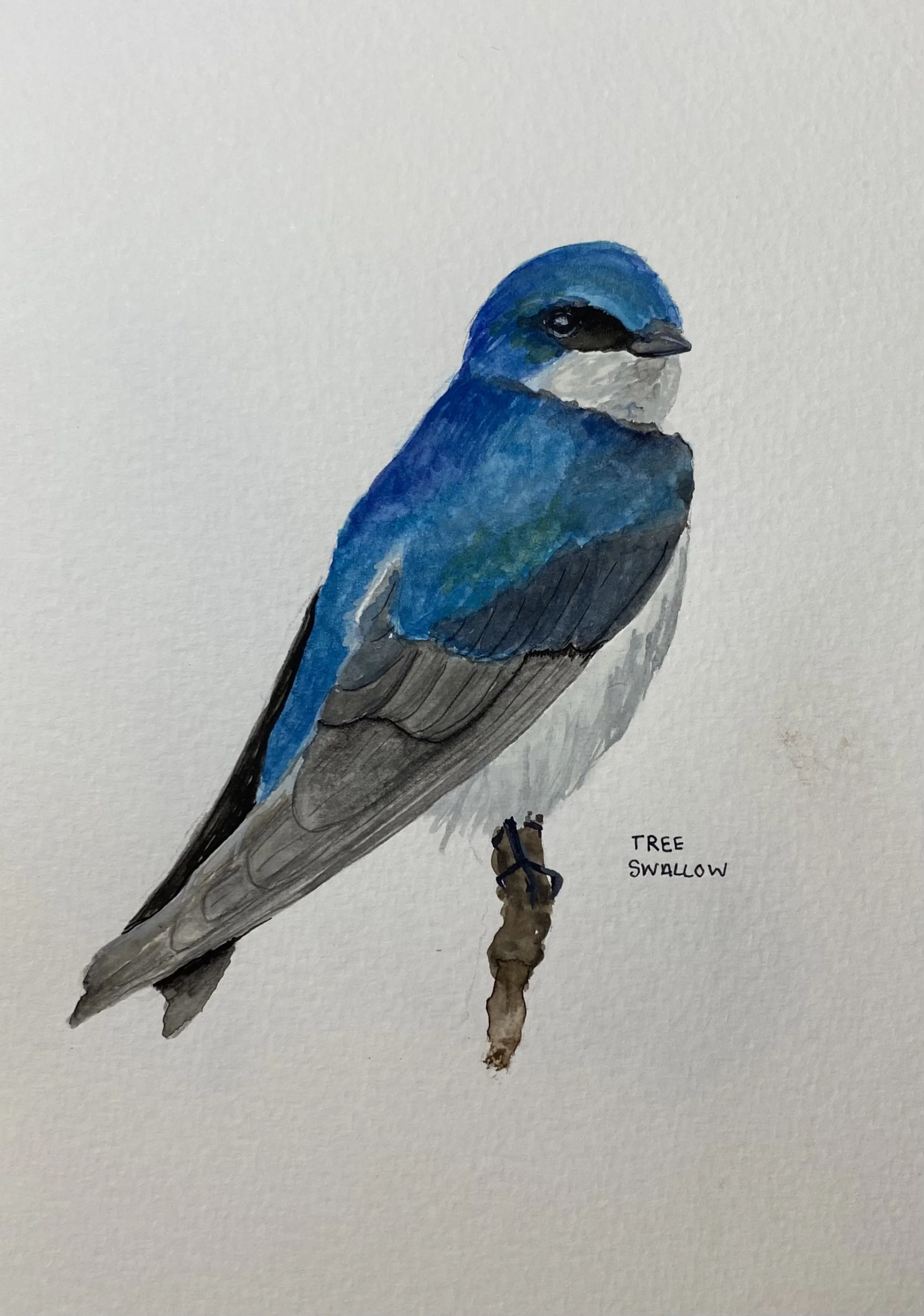 Southern California Bird Watercolors