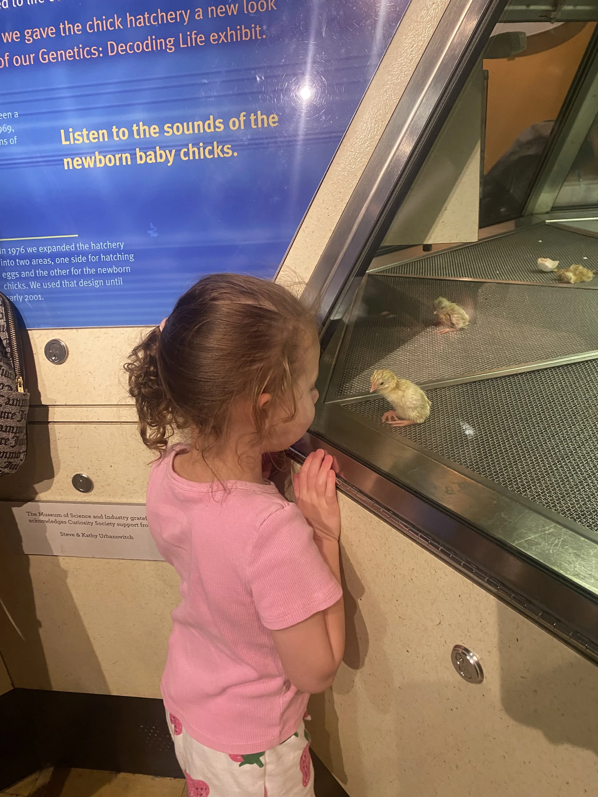baby chicks museum of science and industry chicago