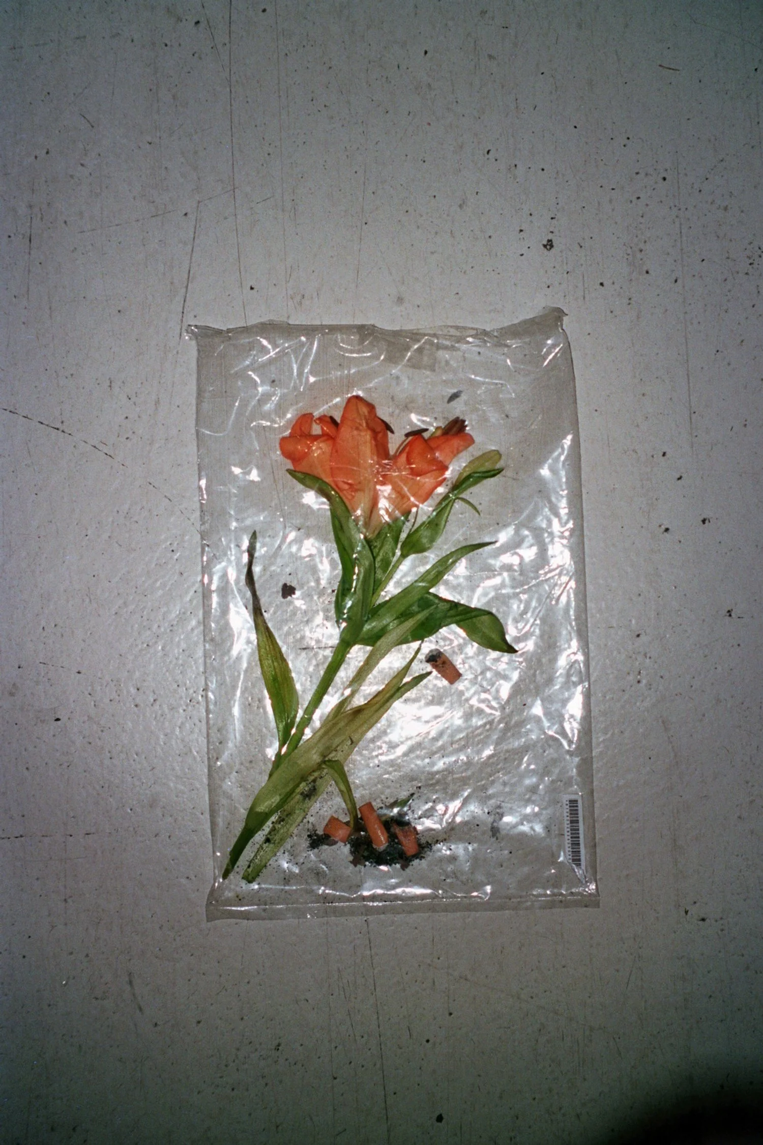 imm018_21.jpg