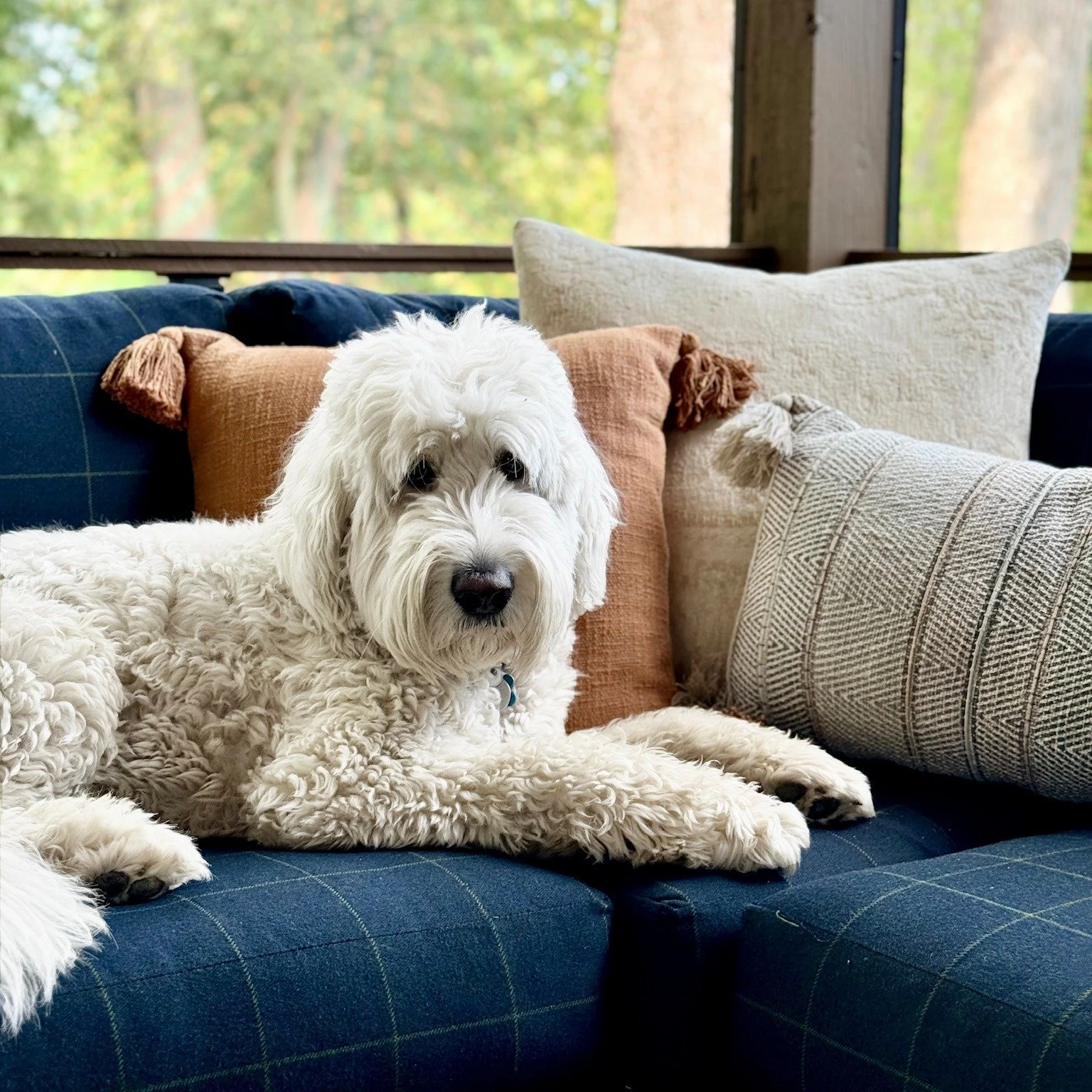Where style meets real life. 

At Willowbrook Interior Designs, we believe beautiful design should work hard for the way you actually live. That means spaces that are just as welcoming for little feet and wagging tails as they are for you, and guests