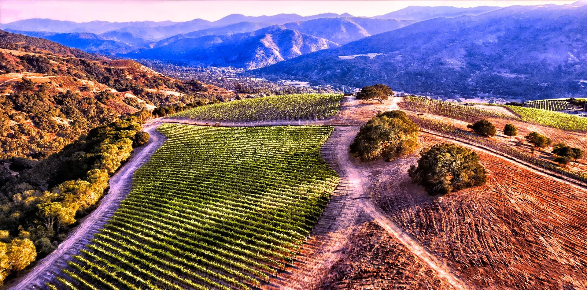 Laureles Vineyards DJI_0002_Moment_refined.jpg