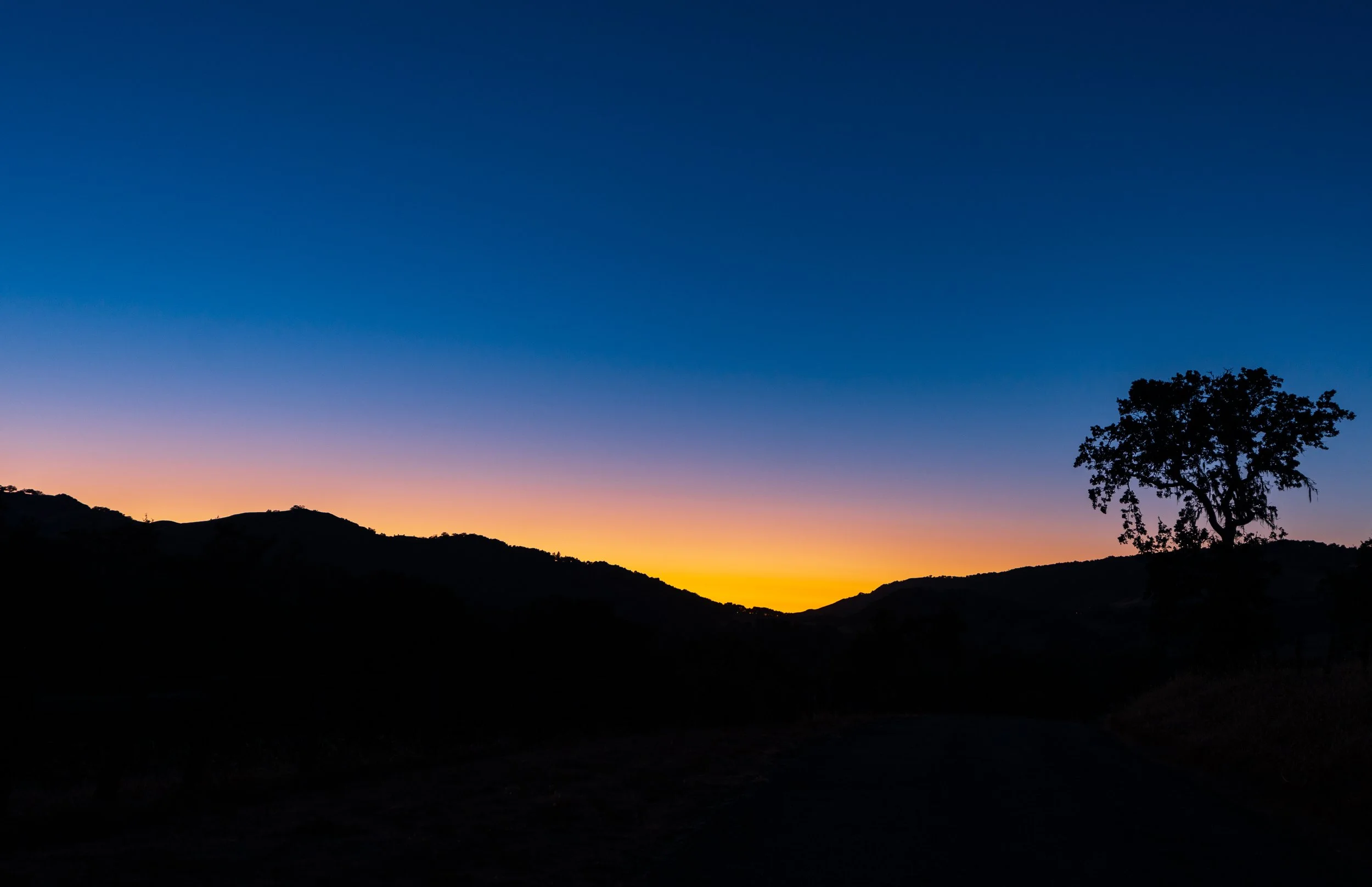 Wilderness Tree at dusk
