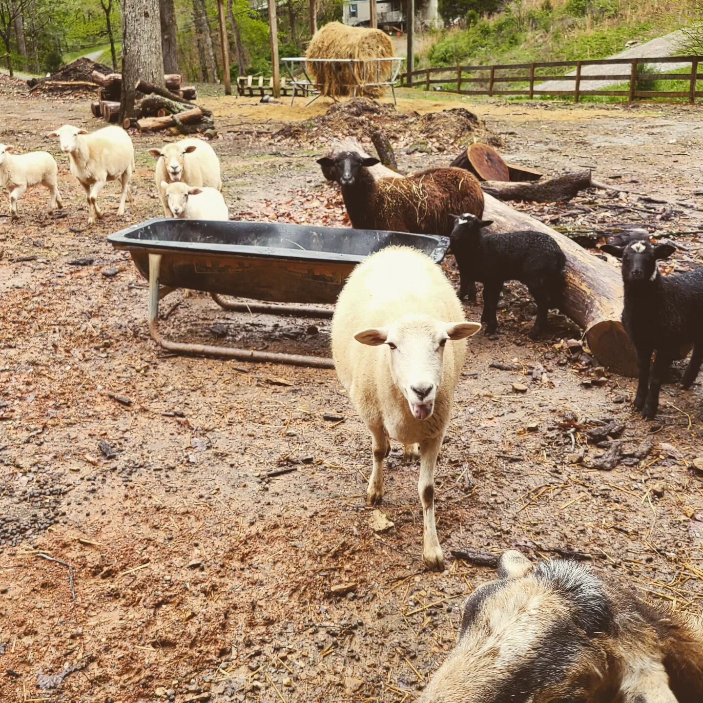 Photo dump from my week-long writing residency in April at  @sundresspublications where I stayed in a converted fighting rooster coop on a farm in Tennessee, met sheep and their protector Inara, got freaked out in the dark by all kinds of animal nois