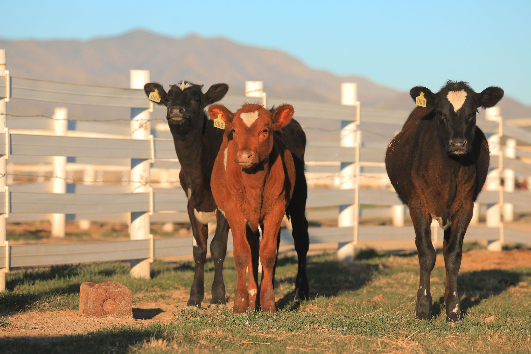 Dairy Cows