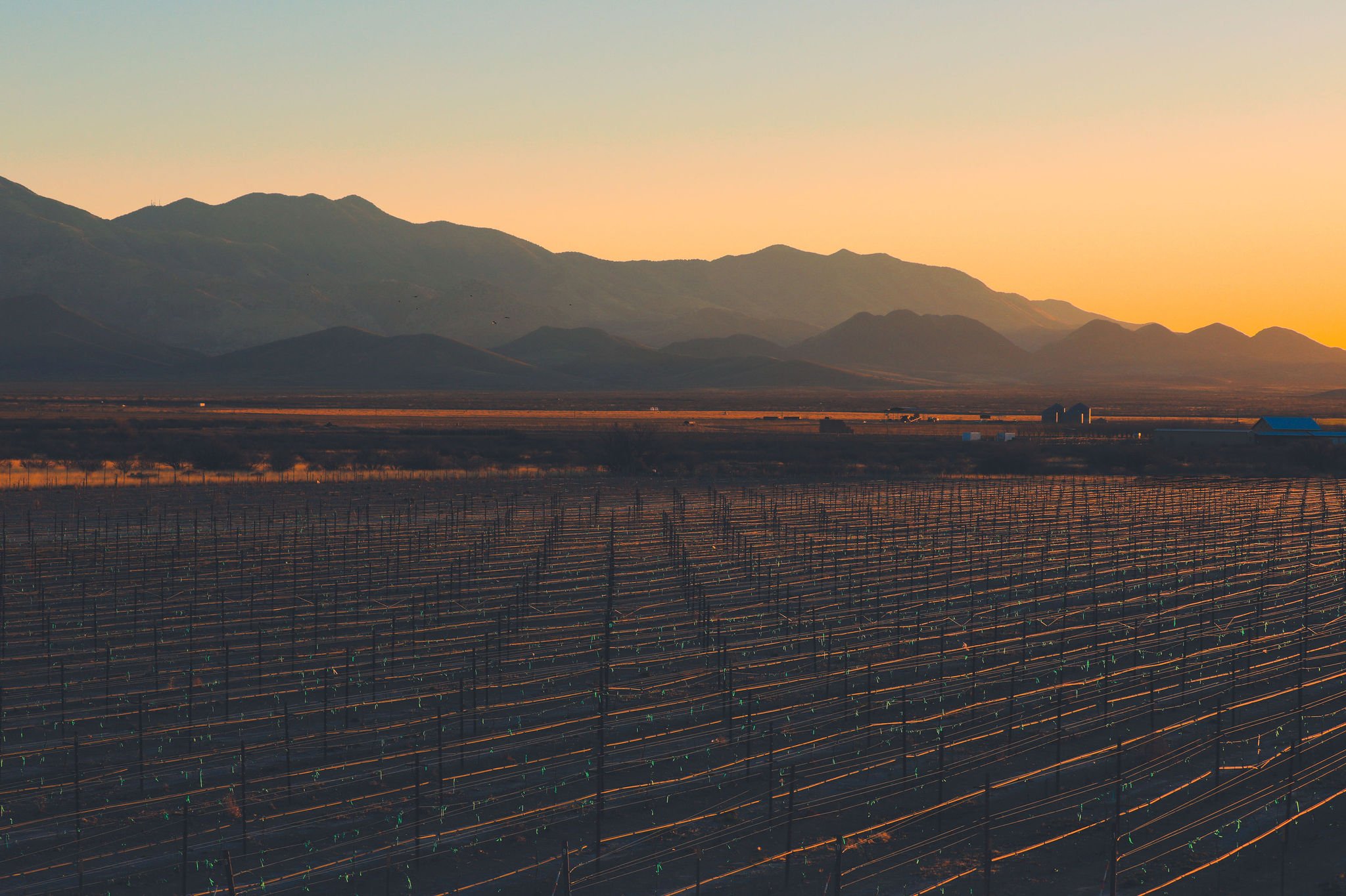 Vineyard at Tirrito Farm