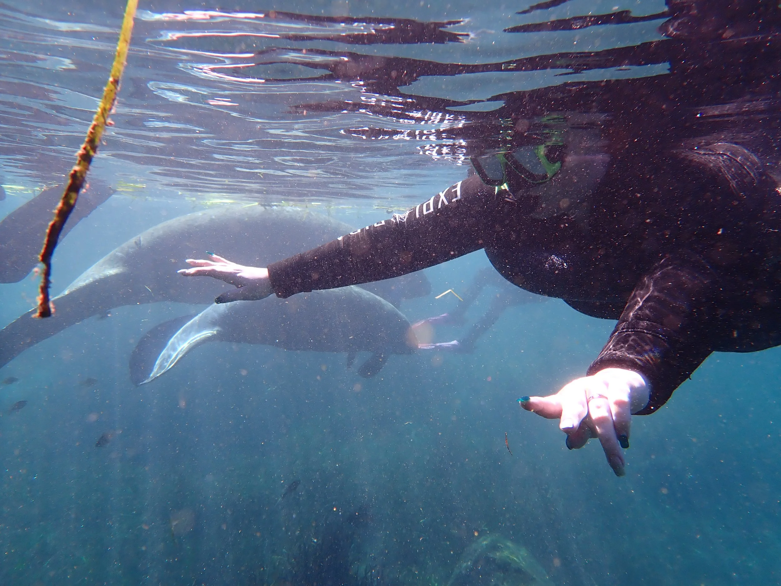 Underwater scene with a person in a wetsuit reaching out with their hand, surrounded by fish and marine life, near a rope or line.
