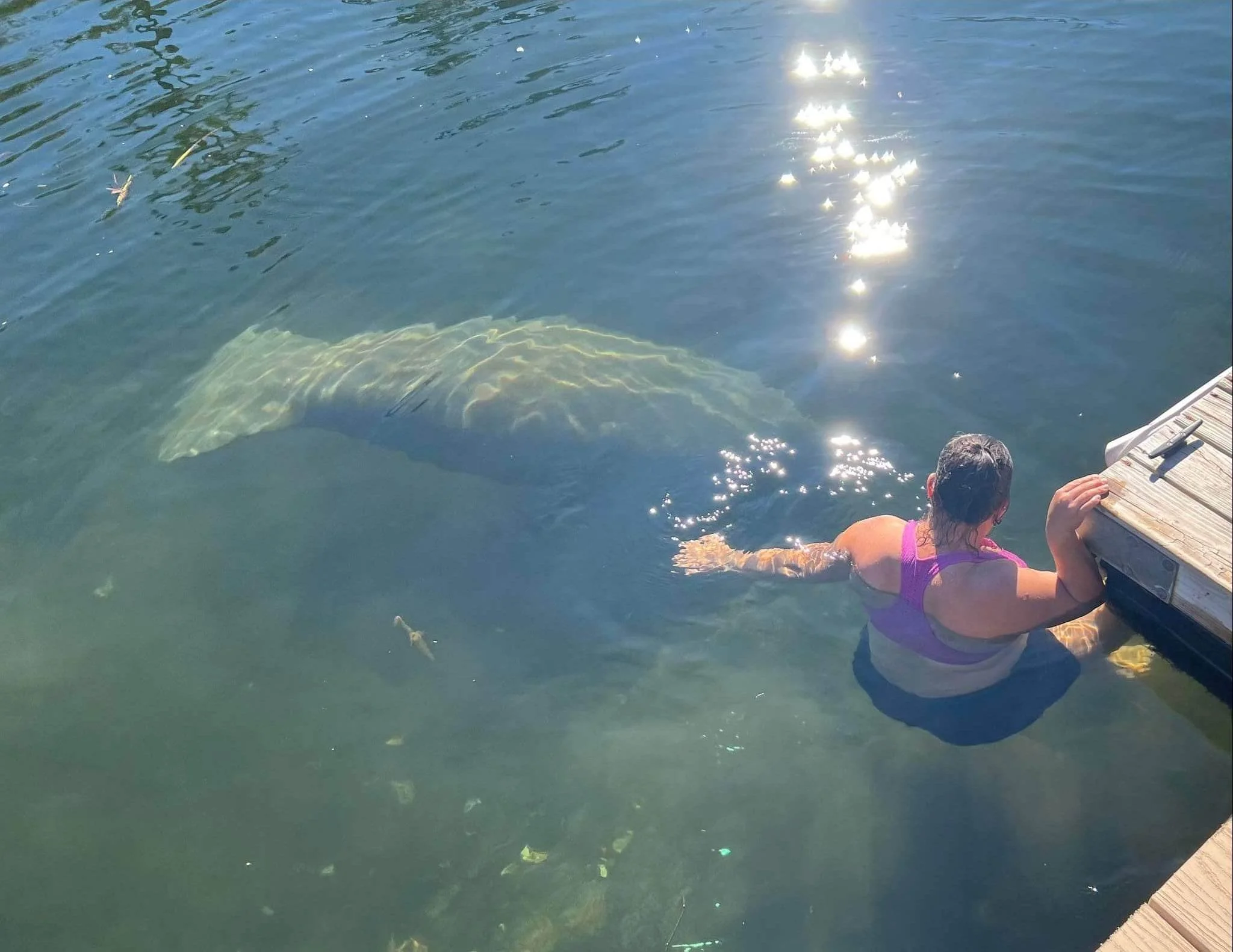 A person with dark hair in a purple top and yellow shorts sitting on a wooden dock, reaching into the water with their hand, with sunlight creating bright reflections on the water's surface. A large fish, possibly a stingray, is visible underwater ne