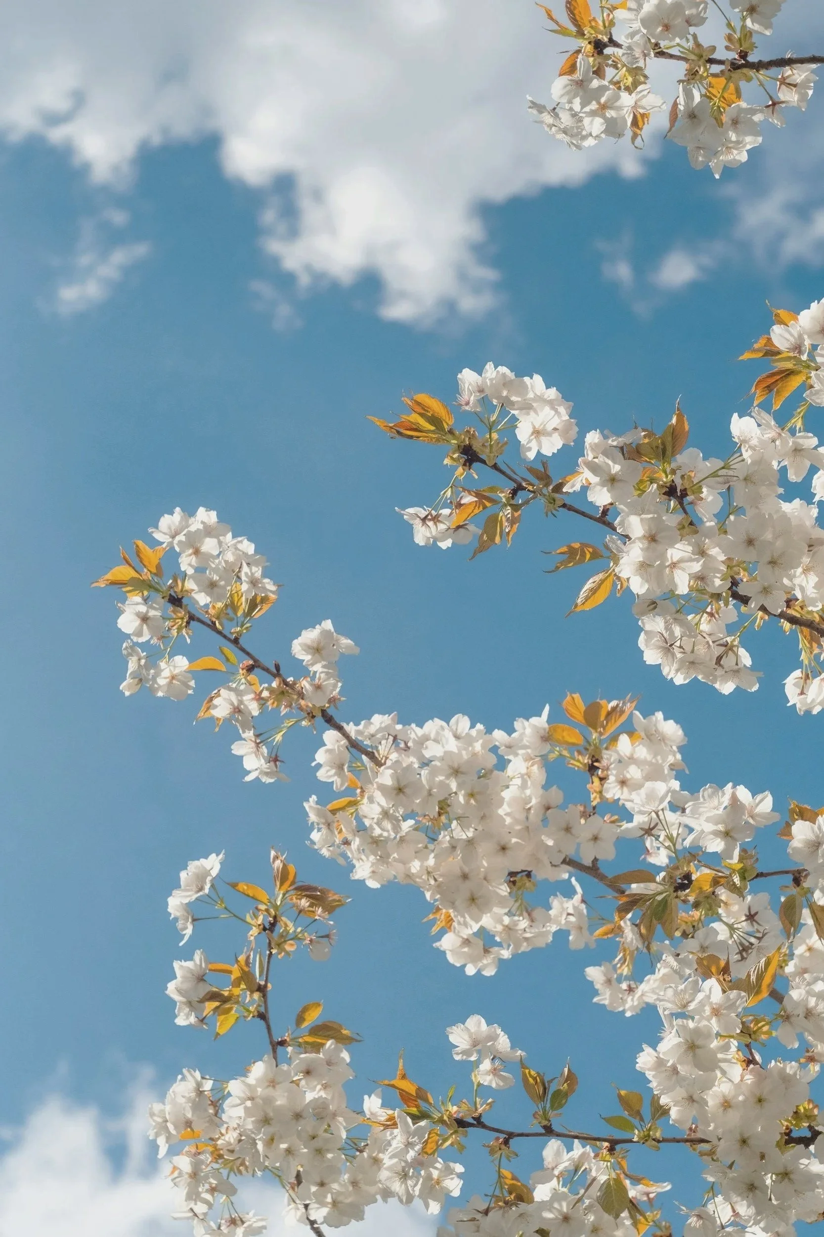 Cherry blossom branches with white flowers and brown leaves against a blue sky with a few scattered clouds.