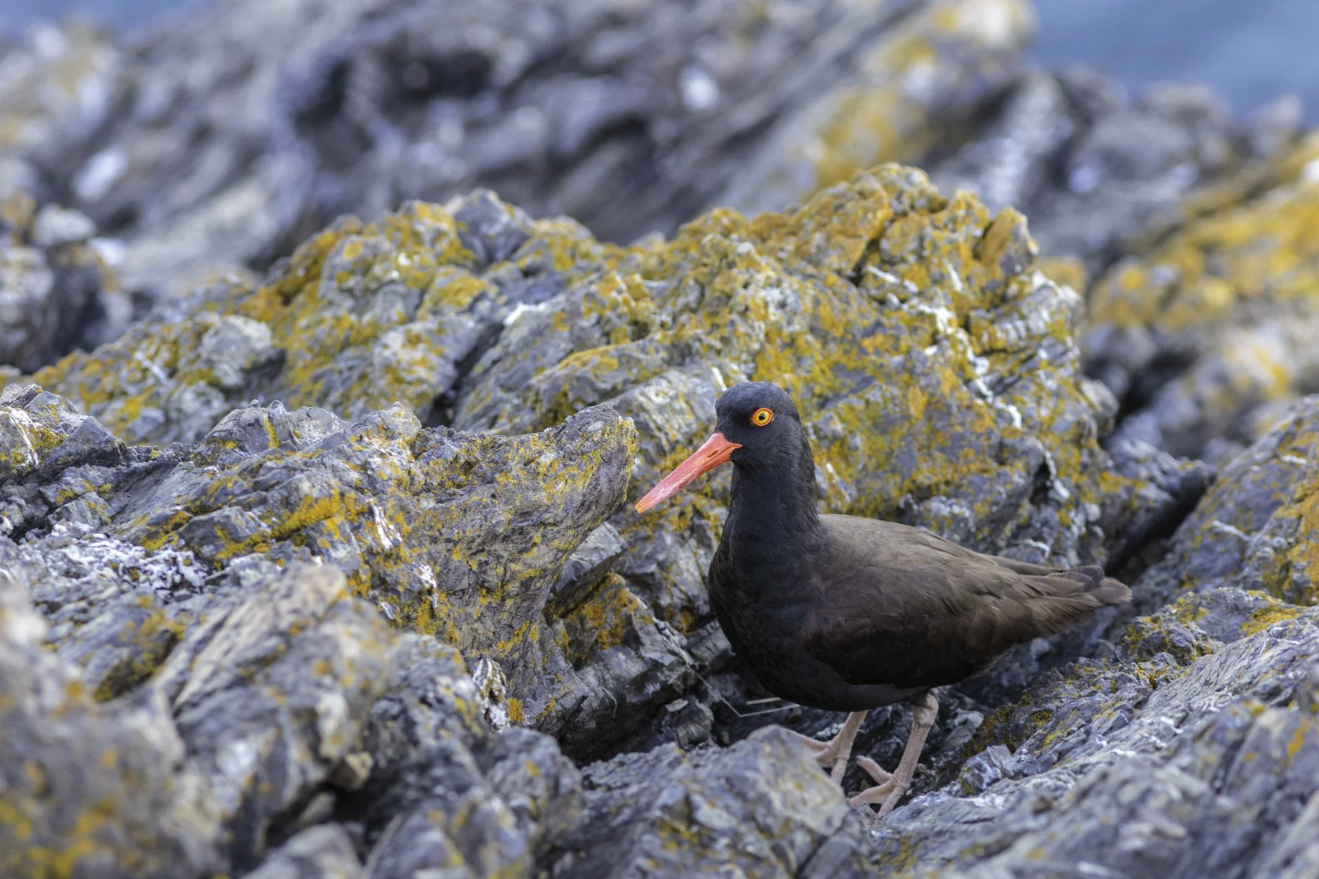 FullRes-Nature's NoiseMaker-1157-20170609.jpg