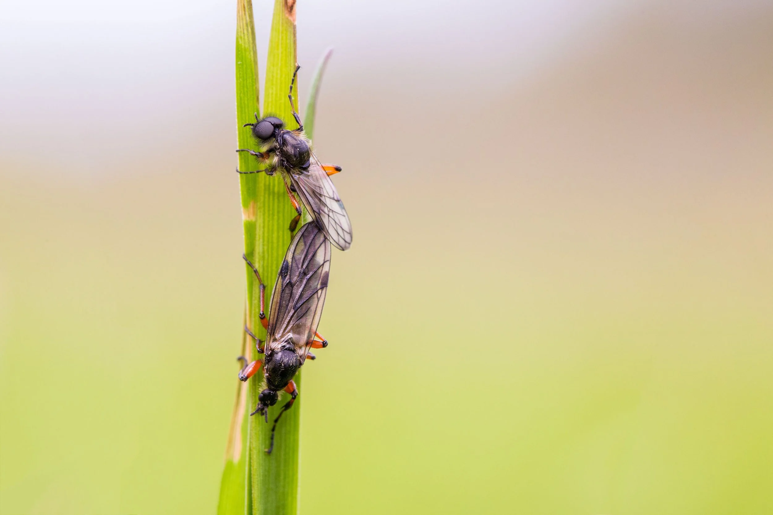 20170429_bug love_jackckoch.jpg