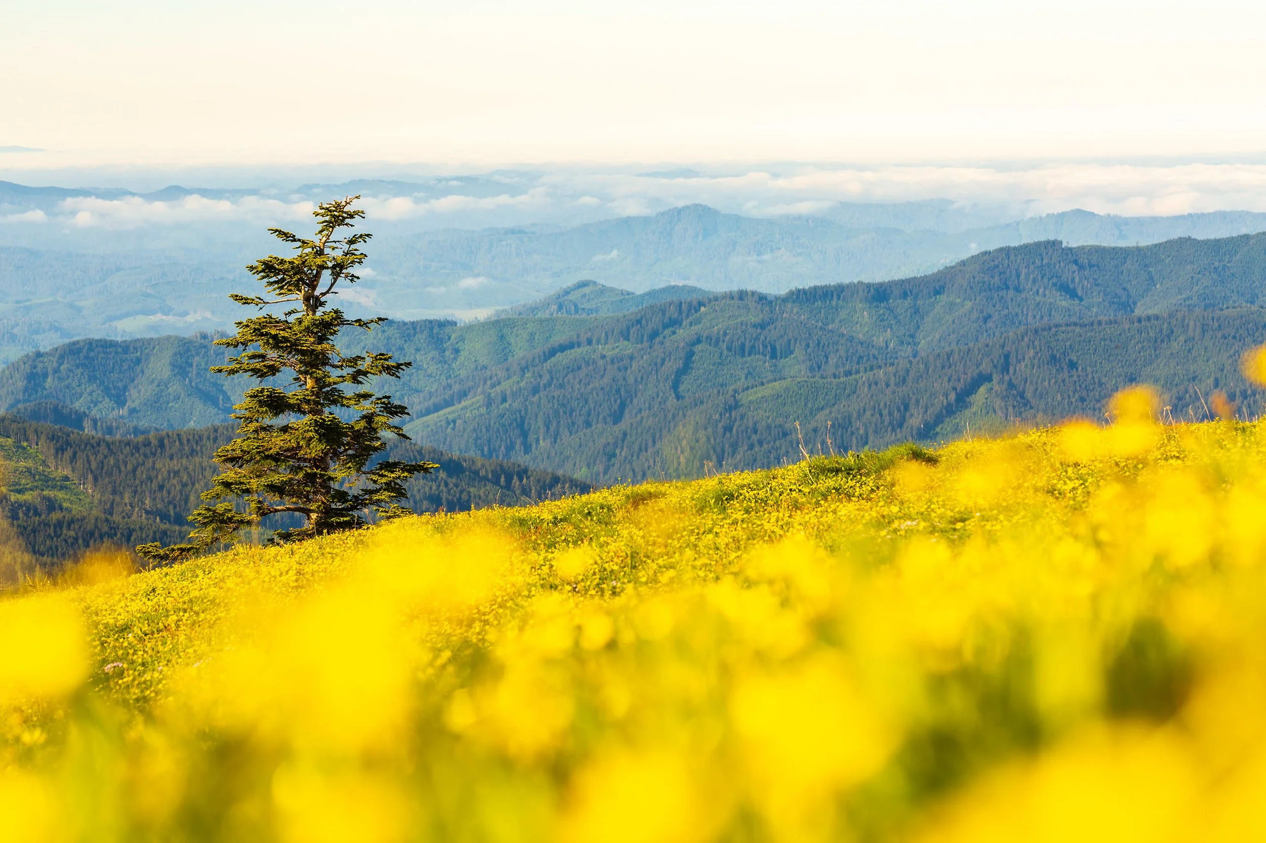 20170527_golden overlook_jackckoch.jpg