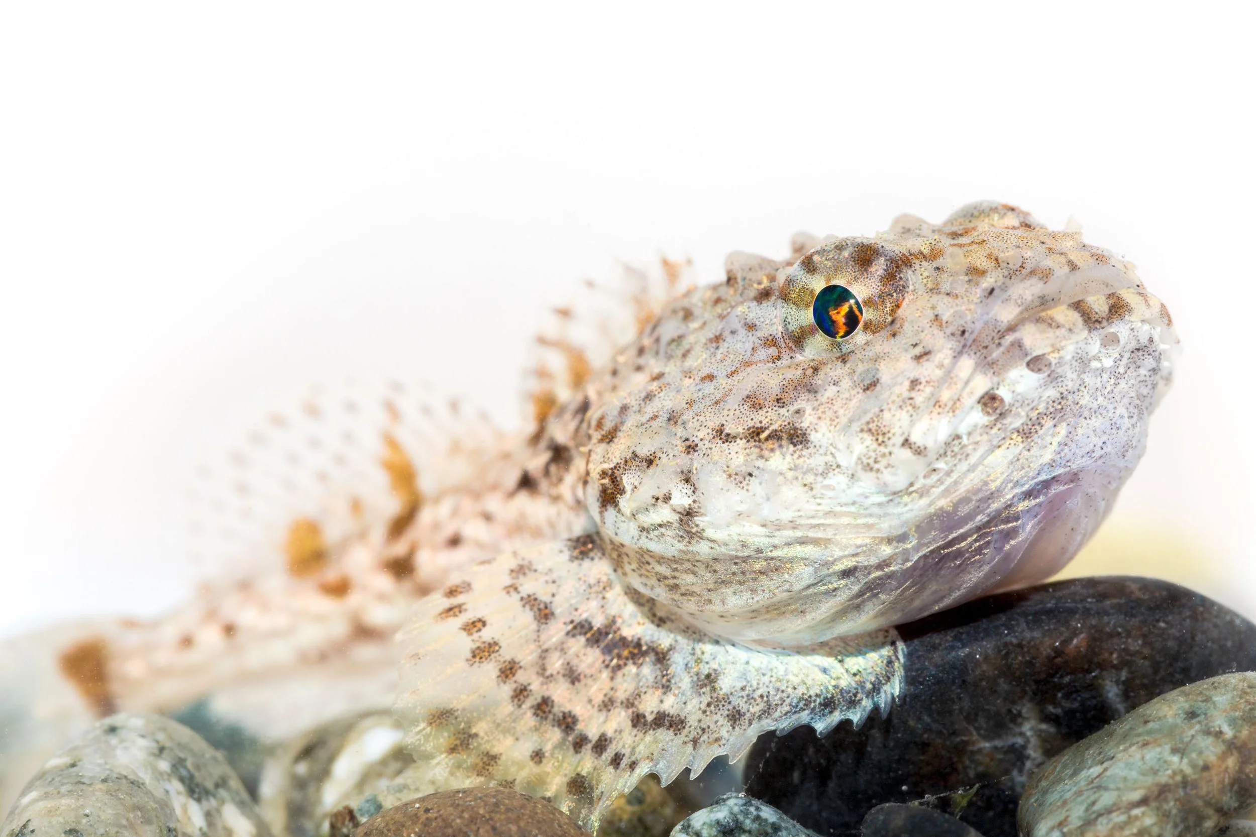 20170725_fire-eyed sculpin_jackckoch.jpg