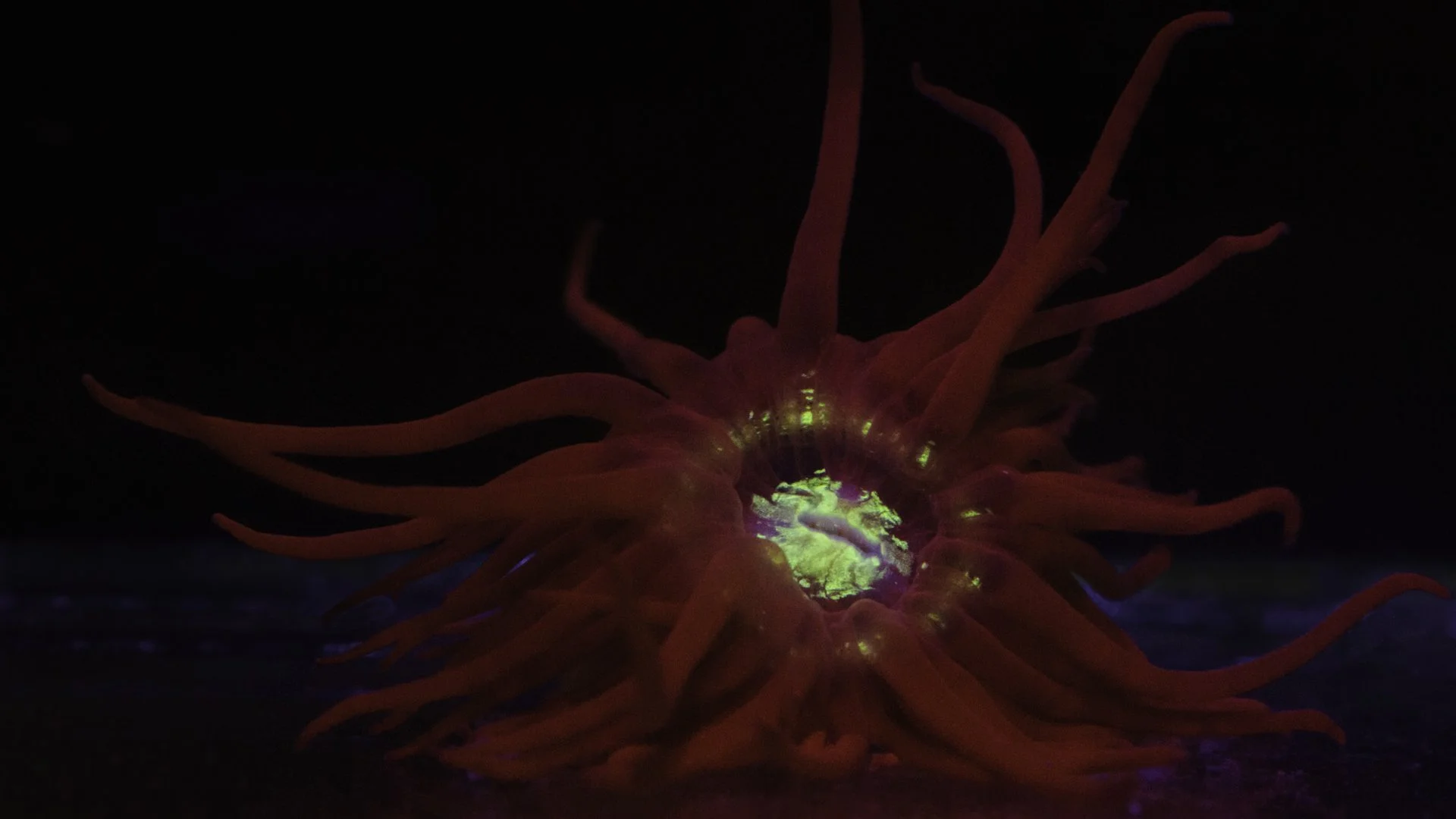 FullRes-Fluroescent Aiptasia--20160605.jpg