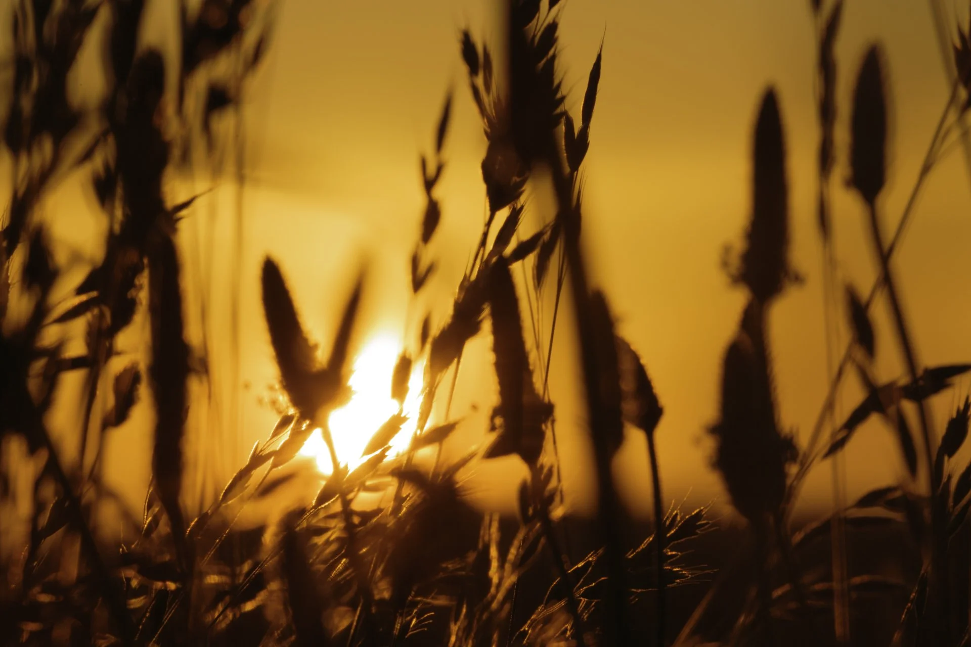 FullRes-Sunset Grains-20170703-20170703.jpg