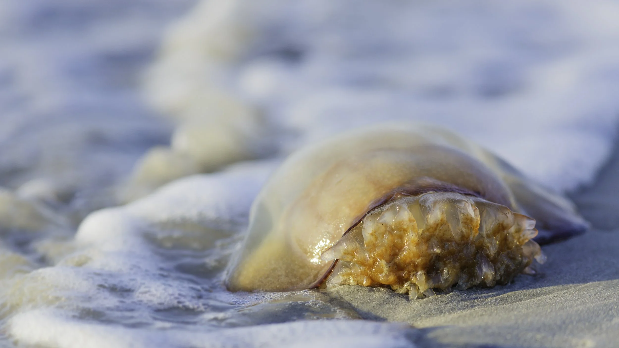 Strong Swimmer- Jack C Koch -1445-20161231.jpg