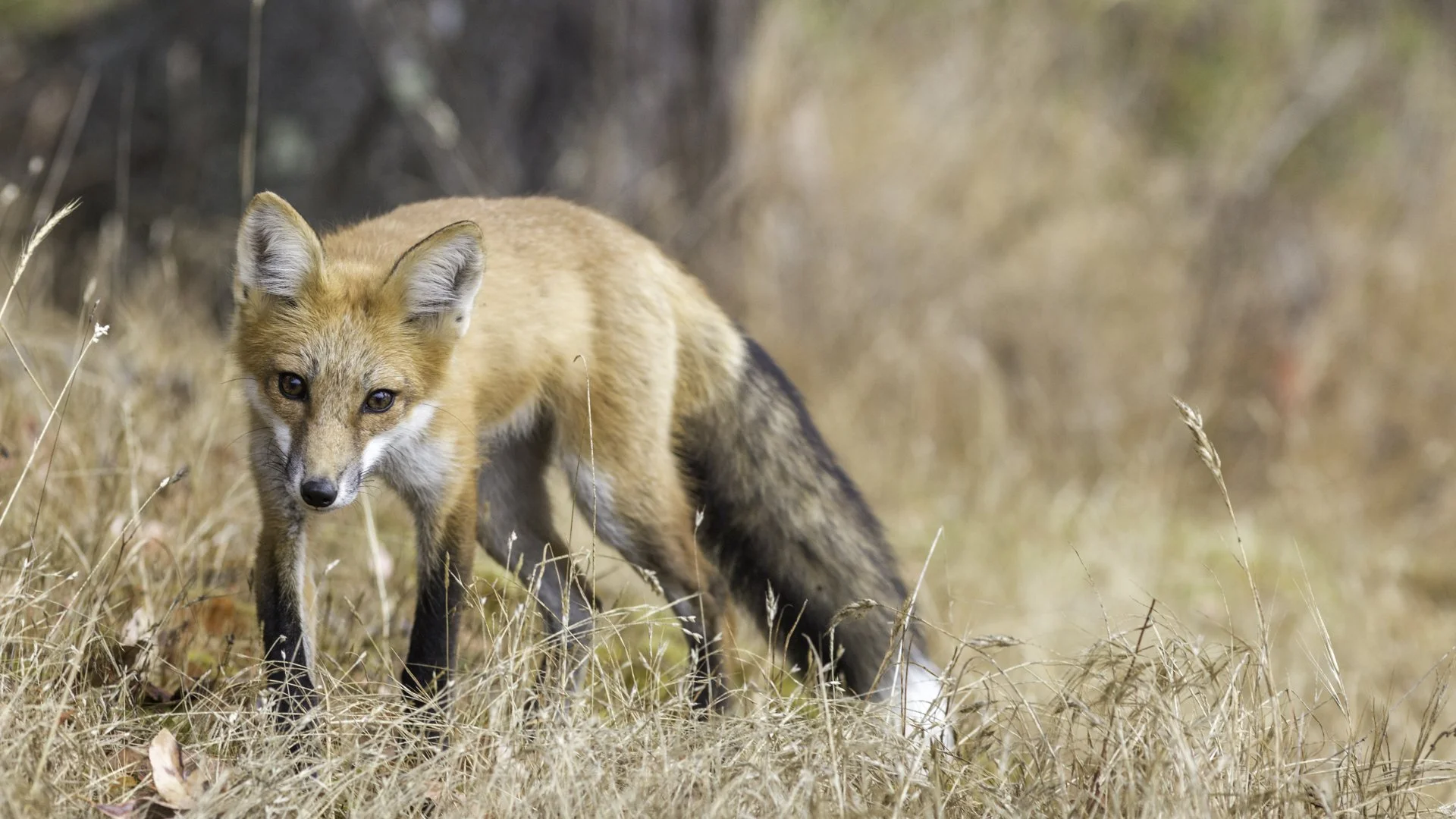 FullRes-My Curious Follower-3302-20150726.jpg