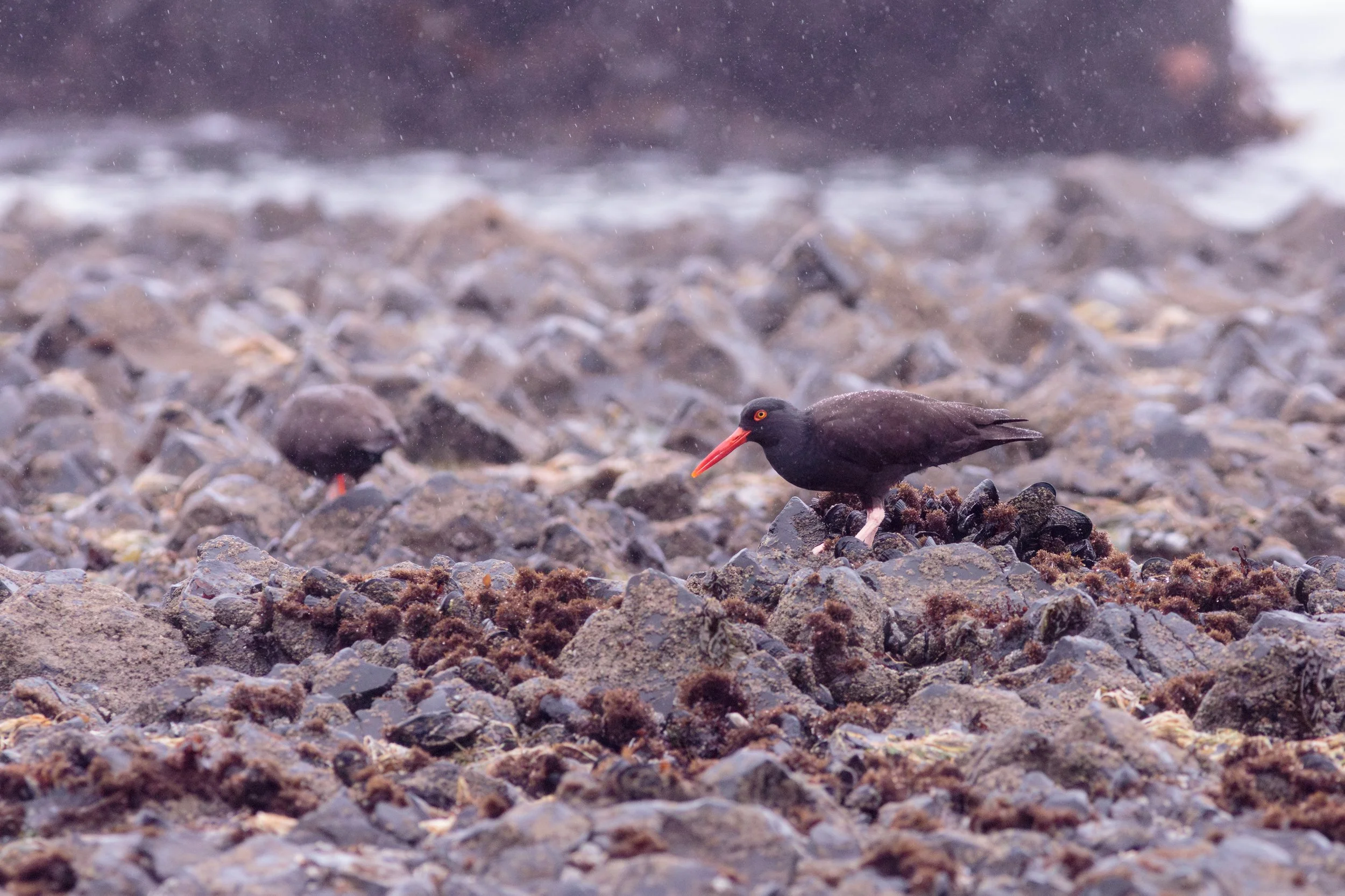 Oystercatcher Breakfast-untitled_U9A8717-Enhanced-NR.jpg
