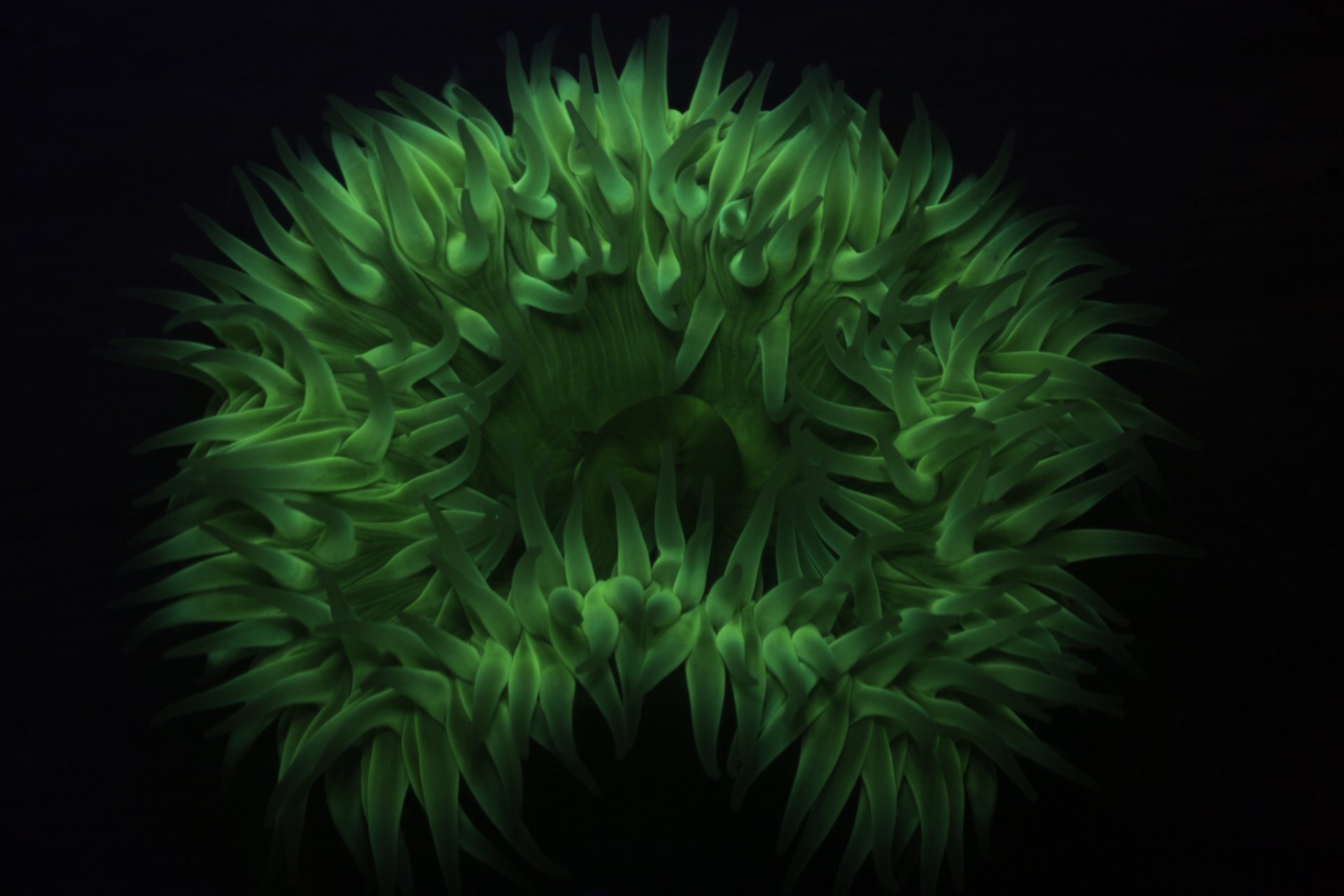 FullRes-Glowing Green Giant--20160116.jpg