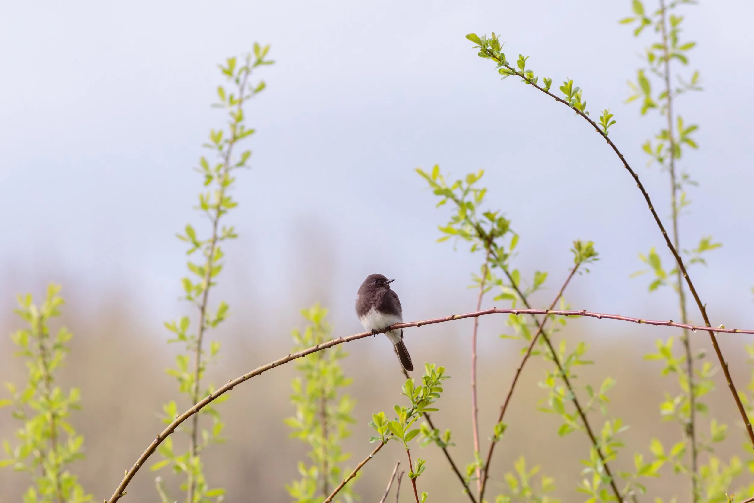 Phoebe, Relax-untitled_U9A9793-Enhanced-NR.jpg