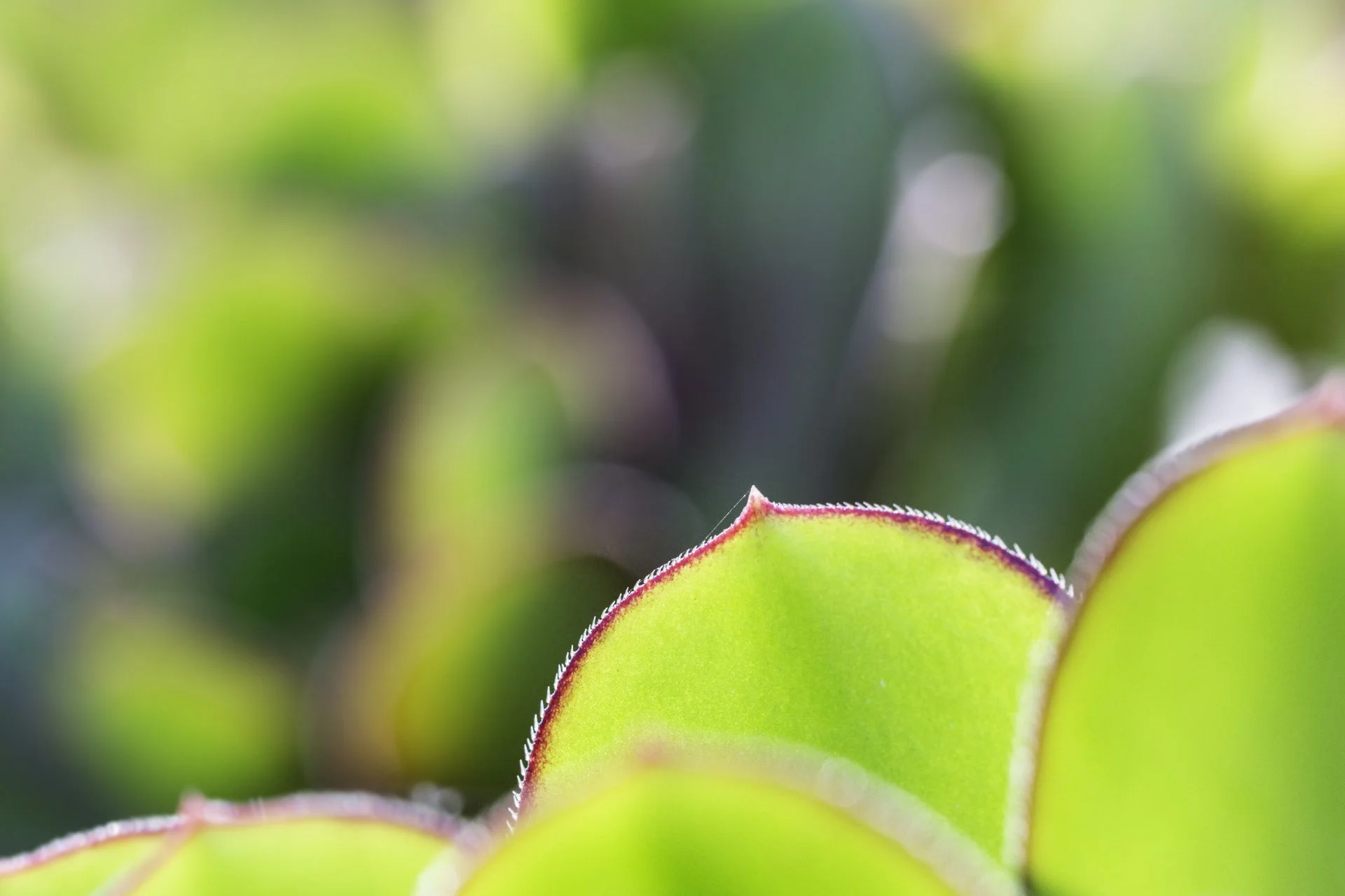 FullRes-Watch Out, They Bite-10152-20170401.jpg