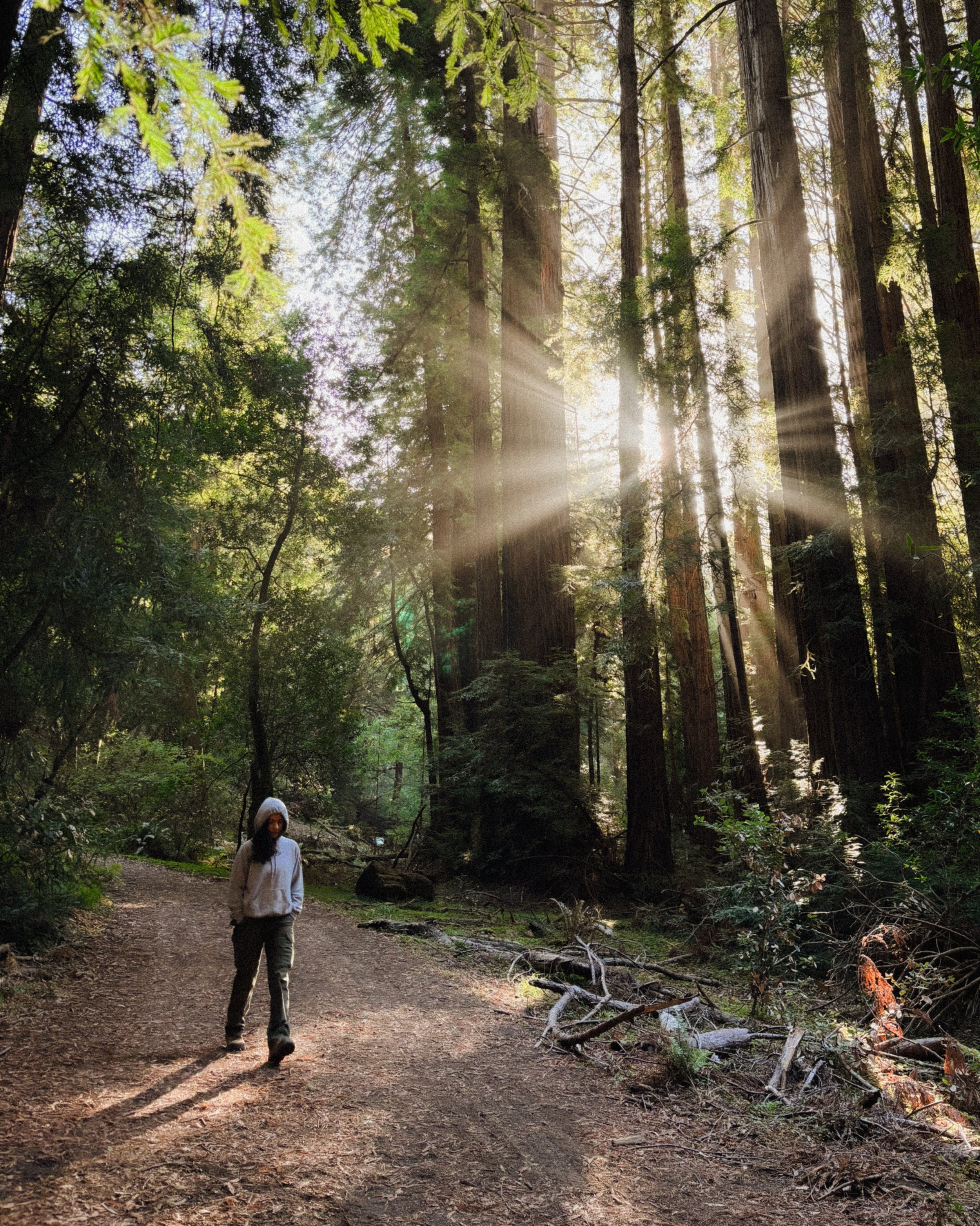 Autumn in Muir Woods. 

The sun crawls towards a lower azimuth, replacing summer&rsquo;s chiaroscuro with a warm, oblique embrace, light bouncing off cinnamon-colored bark and yellowing maples. 

The forest is bone dry, and airborne pollen and sawdus