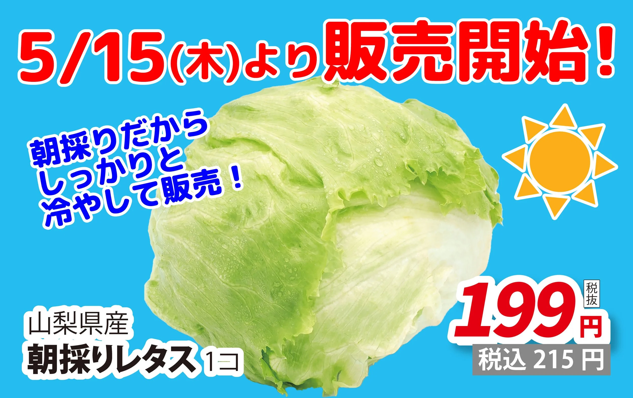 限定販売】当日朝に収穫、だから新鮮！ #朝採りレタス 販売開始 — いち