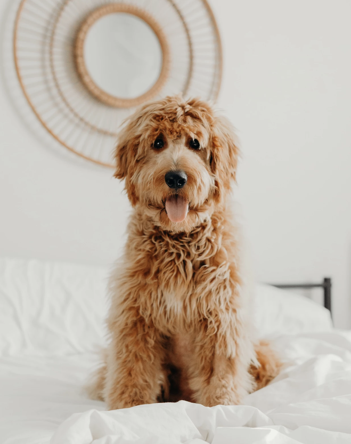 How to Incorporate a Pet into your Big Day