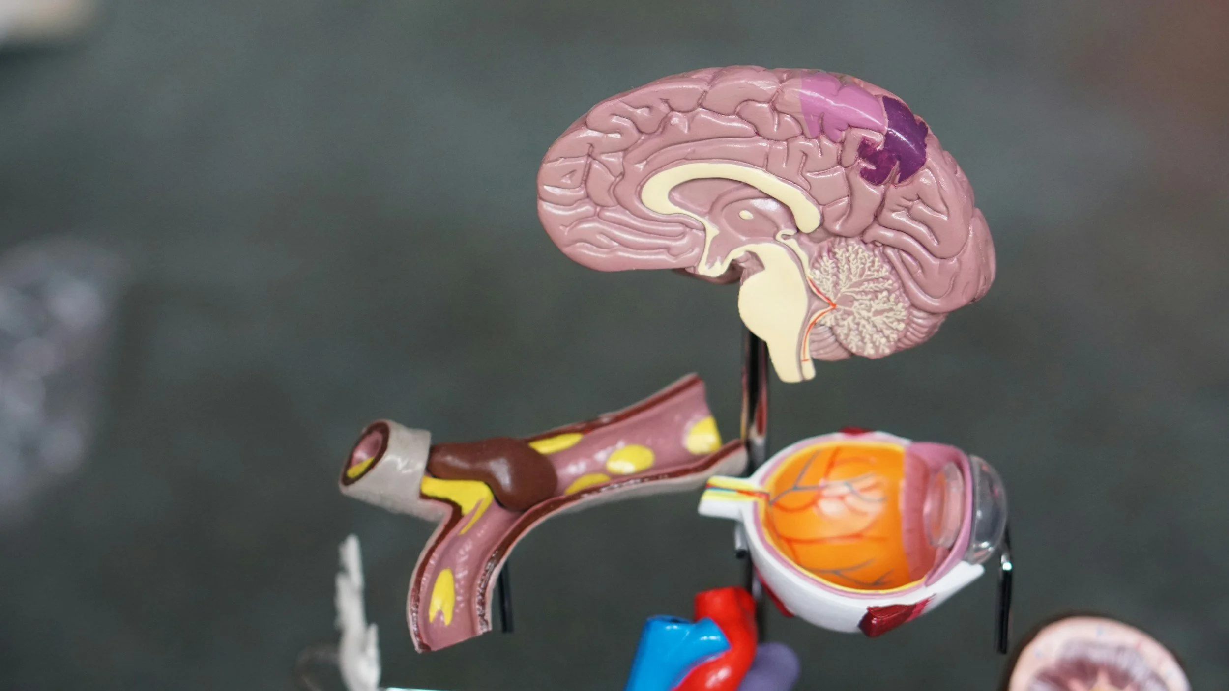 What Is Nervous System Regulation? Understanding the Trend Without the Hype